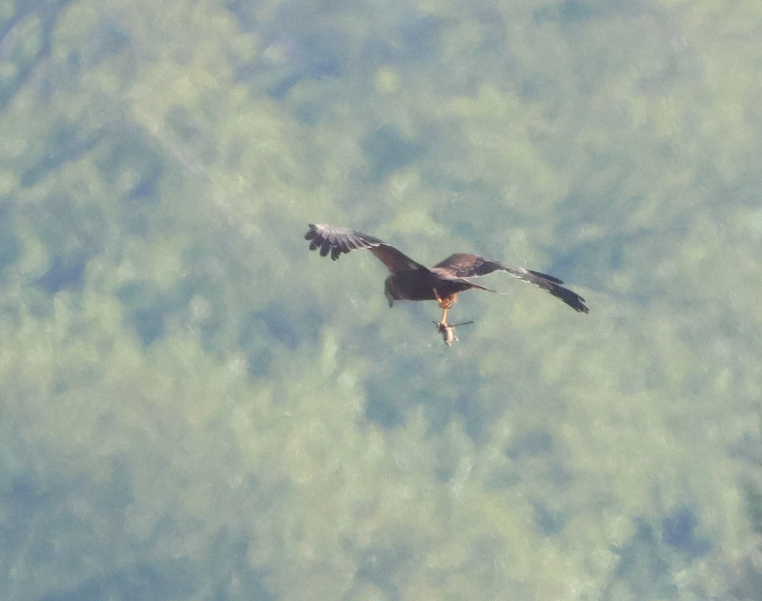 Marsh harrier, Ham Wall, Glastonbury, Somerset, UK — photo by Adam Prugel-Bennett