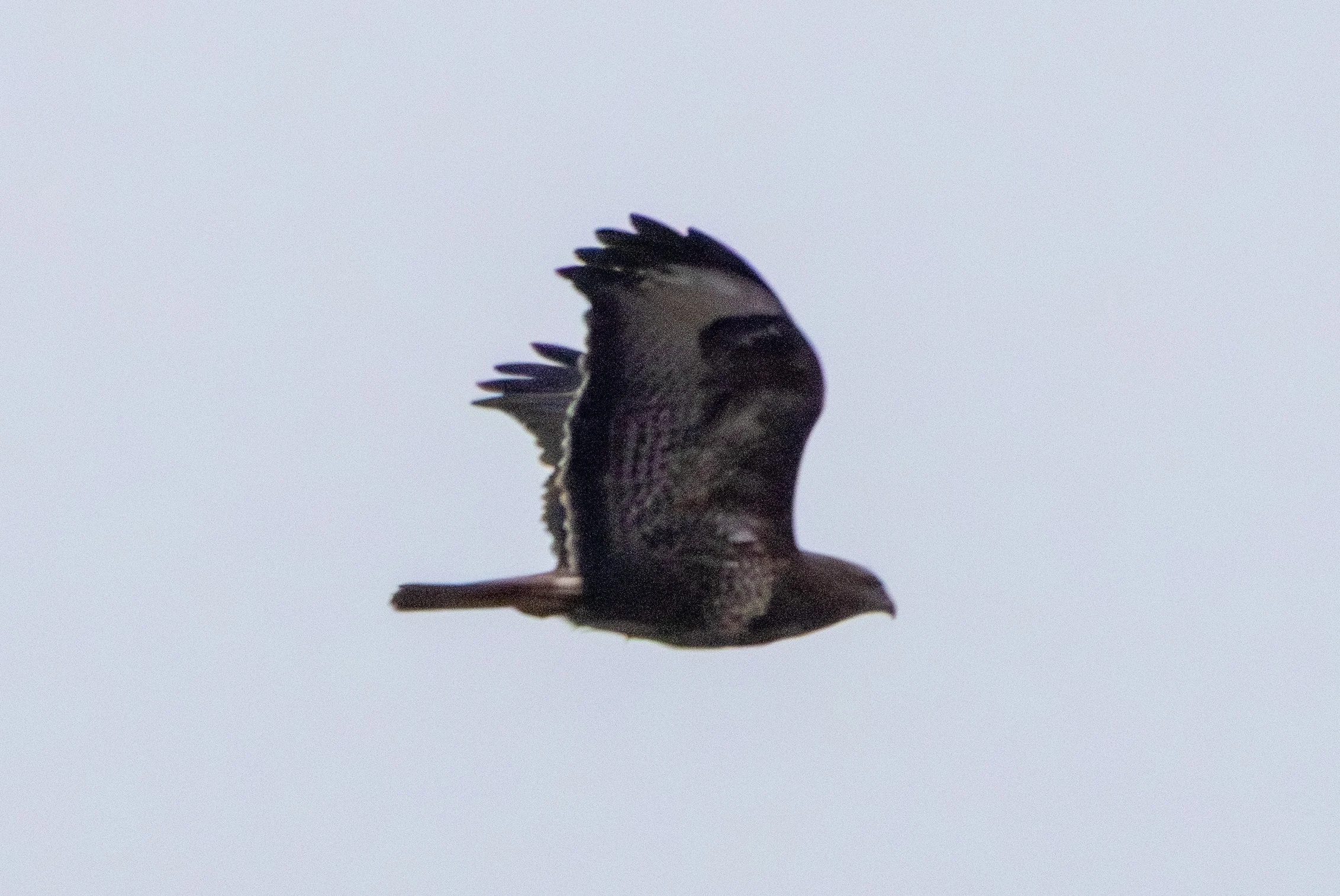 Common Buzzard, Pig Bush, Hampshire, UK — photo by Adam Prugel-Bennett