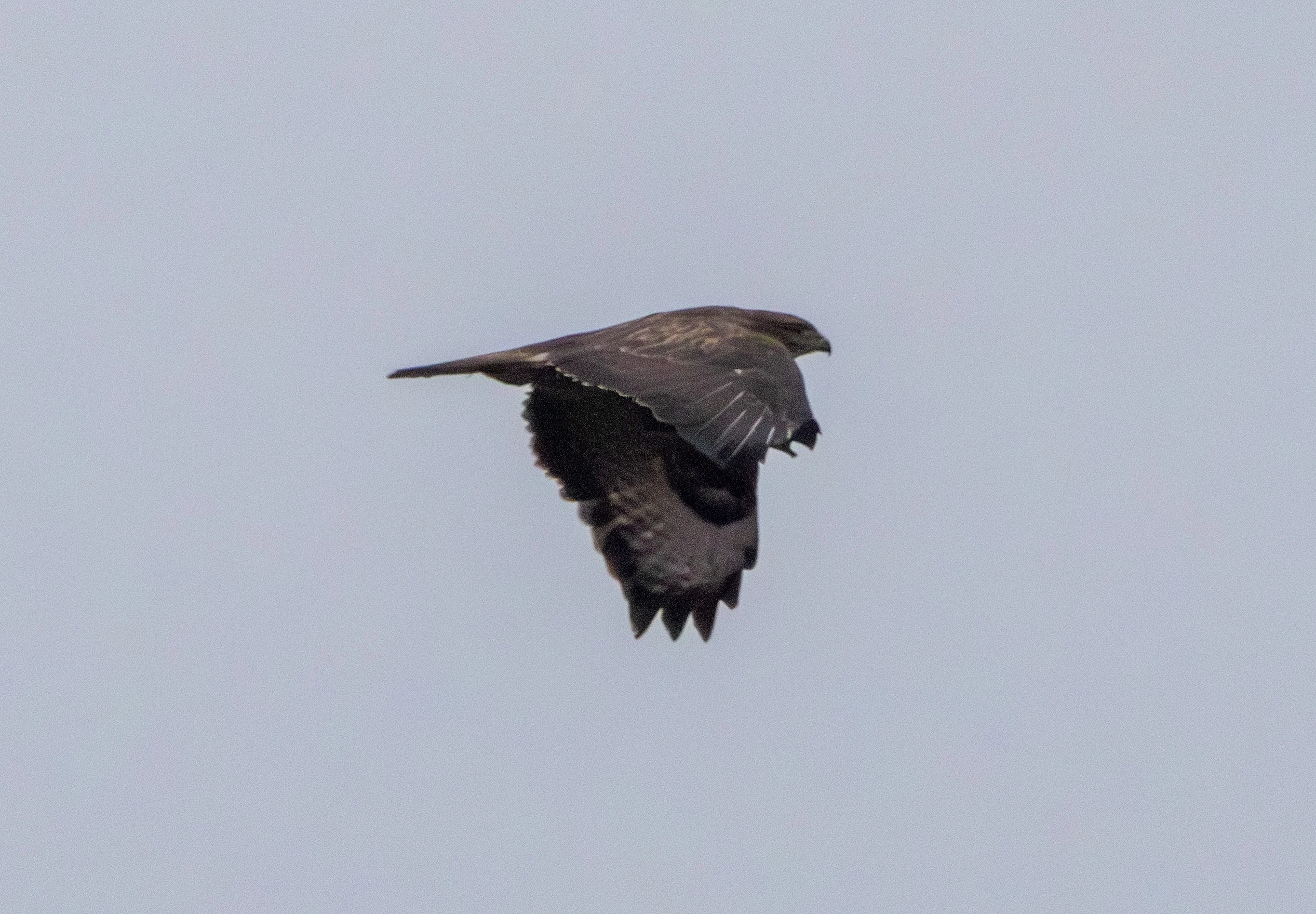Common Buzzard, Pig Bush, Hampshire, UK — photo by Adam Prugel-Bennett