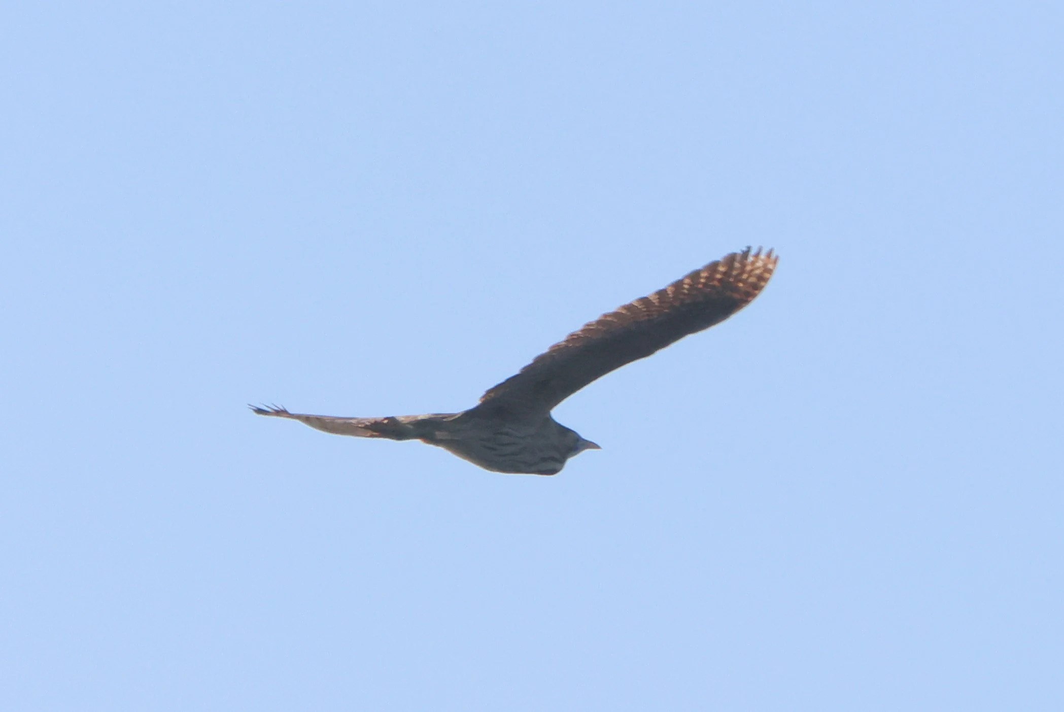 Eurasian bittern, Ham Wall, Glastonbury, Somerset, UK — photo by Adam Prugel-Bennett