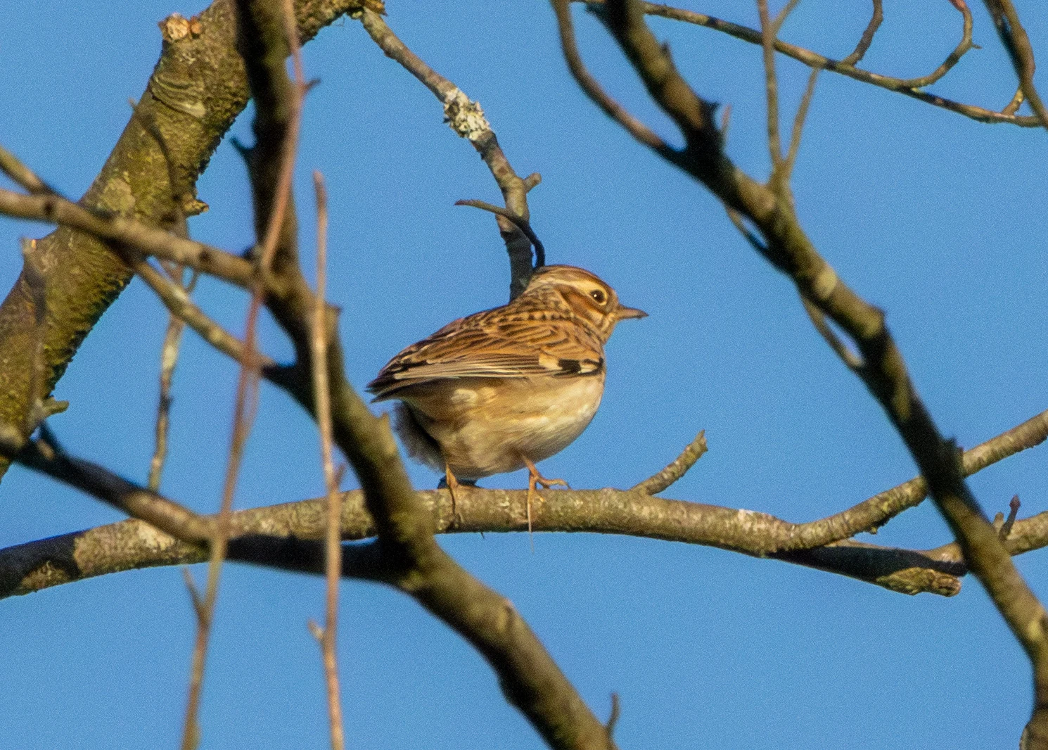 Woodlark, Pig Bush, Hampshire, UK — photo by Adam Prugel-Bennett