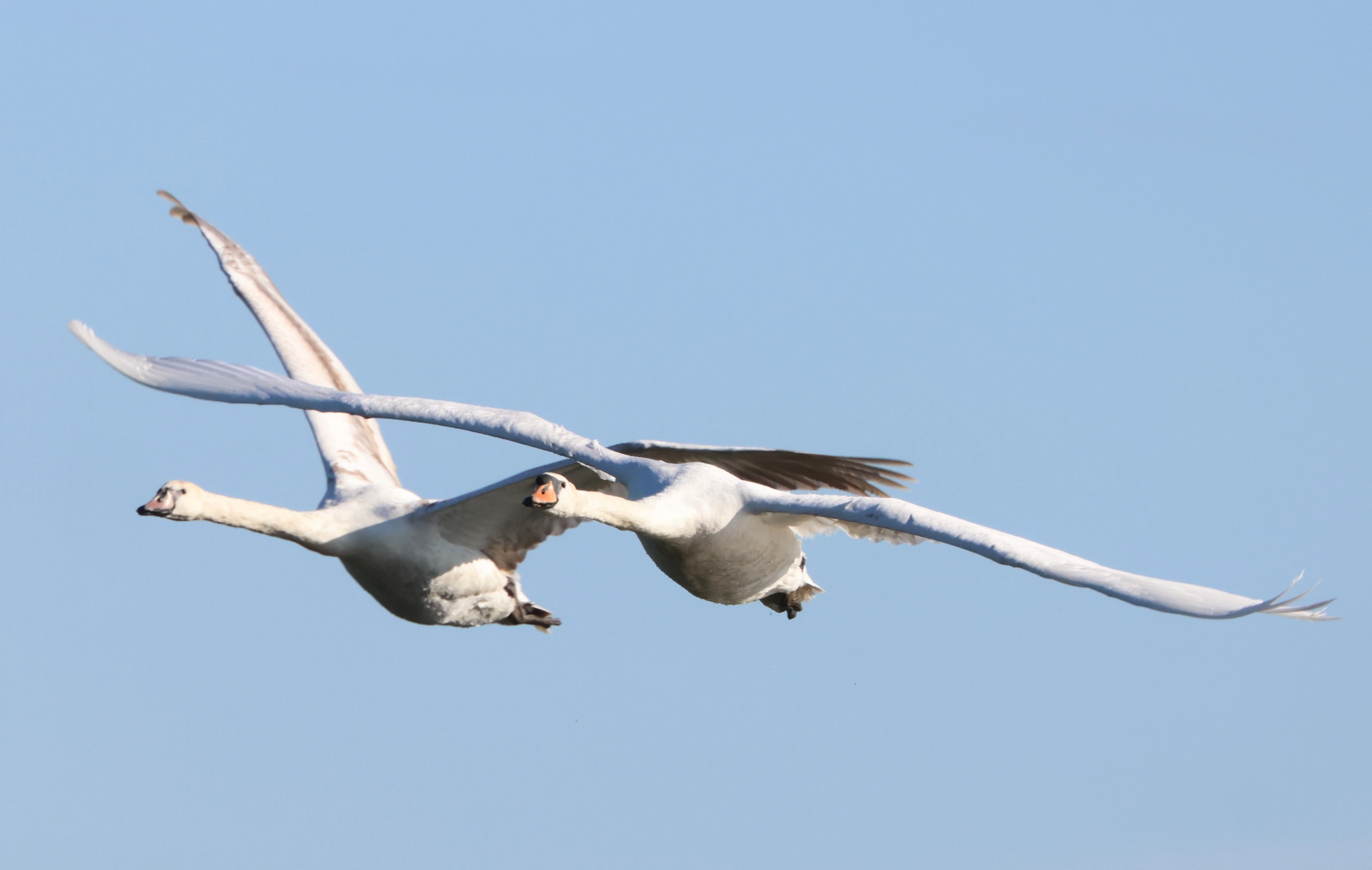 Mute Swan, Ham Wall, Glastonbury, Somerset, UK — photo by Adam Prugel-Bennett