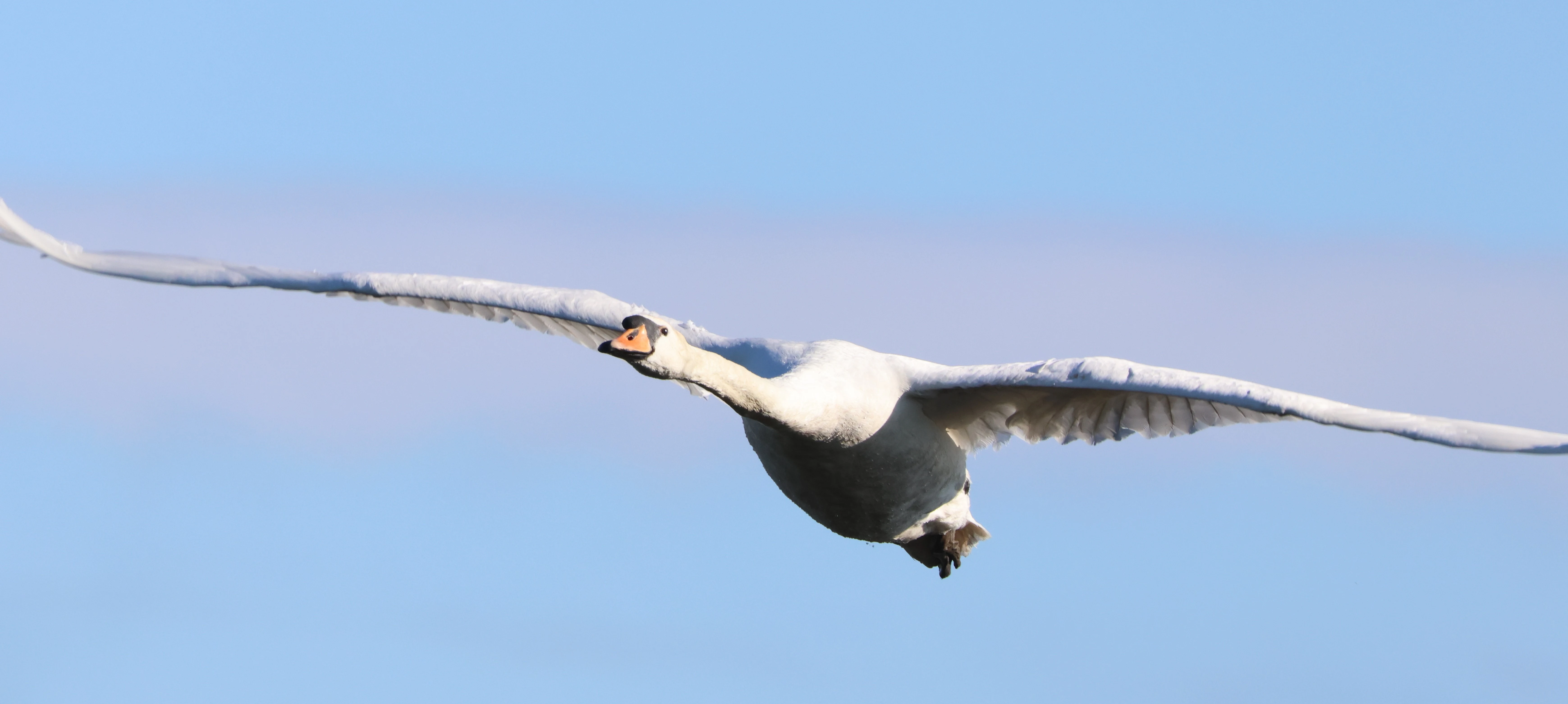 Mute Swan, Ham Wall, Glastonbury, Somerset, UK — photo by Adam Prugel-Bennett