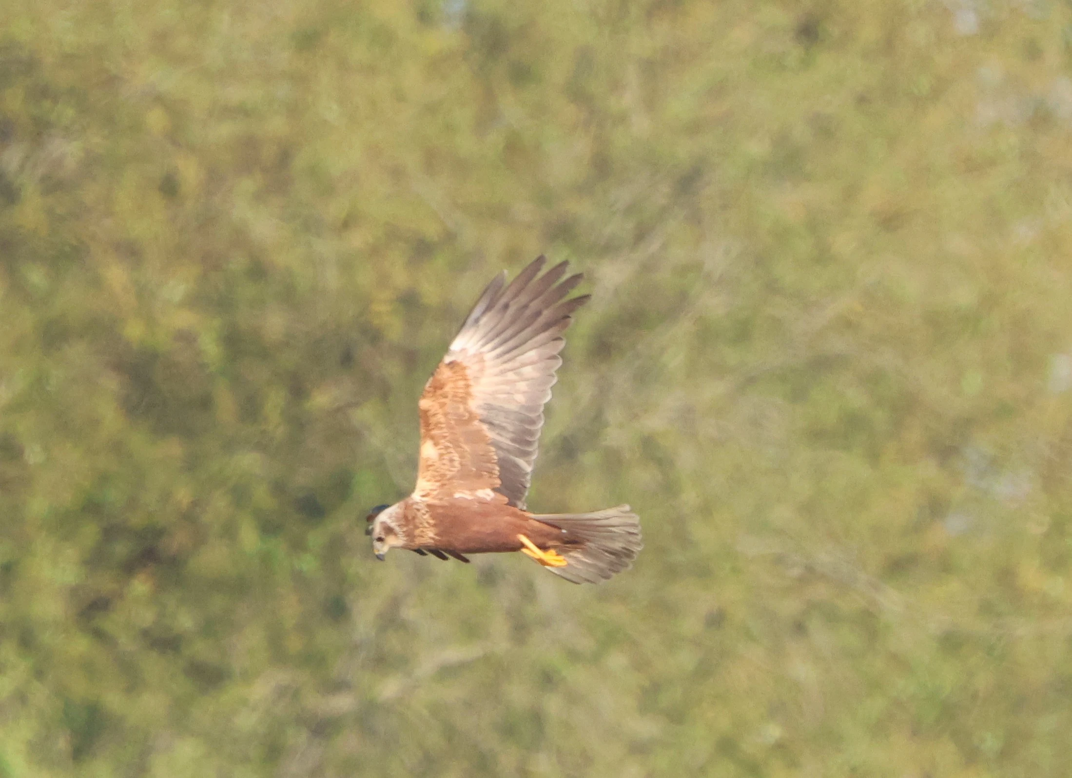 Marsh harrier, Ham Wall, Glastonbury, Somerset, UK — photo by Adam Prugel-Bennett