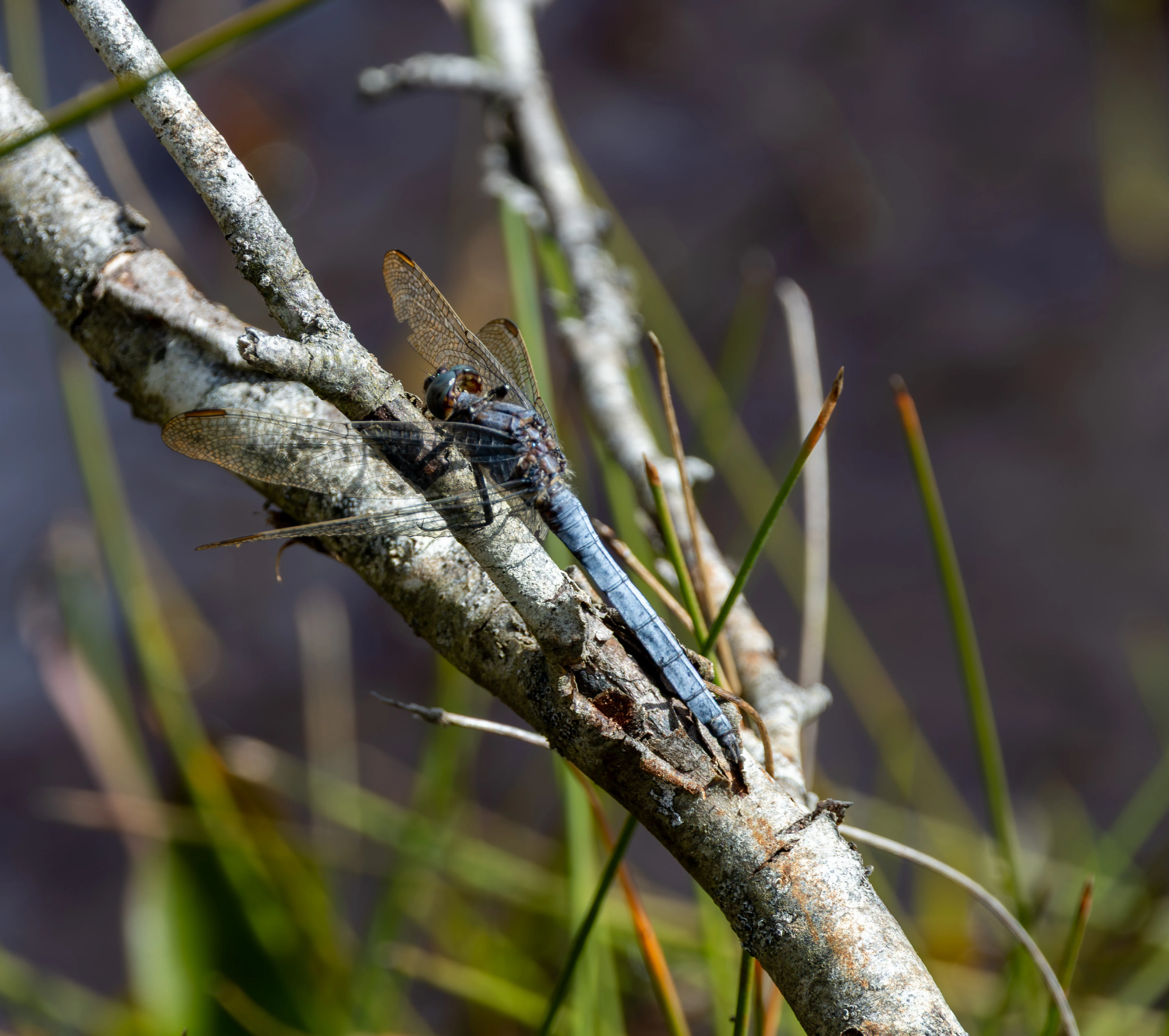 Black-tailed Skimmer, Thursley Common, Surrey, UK — photo by Adam Prugel-Bennett
