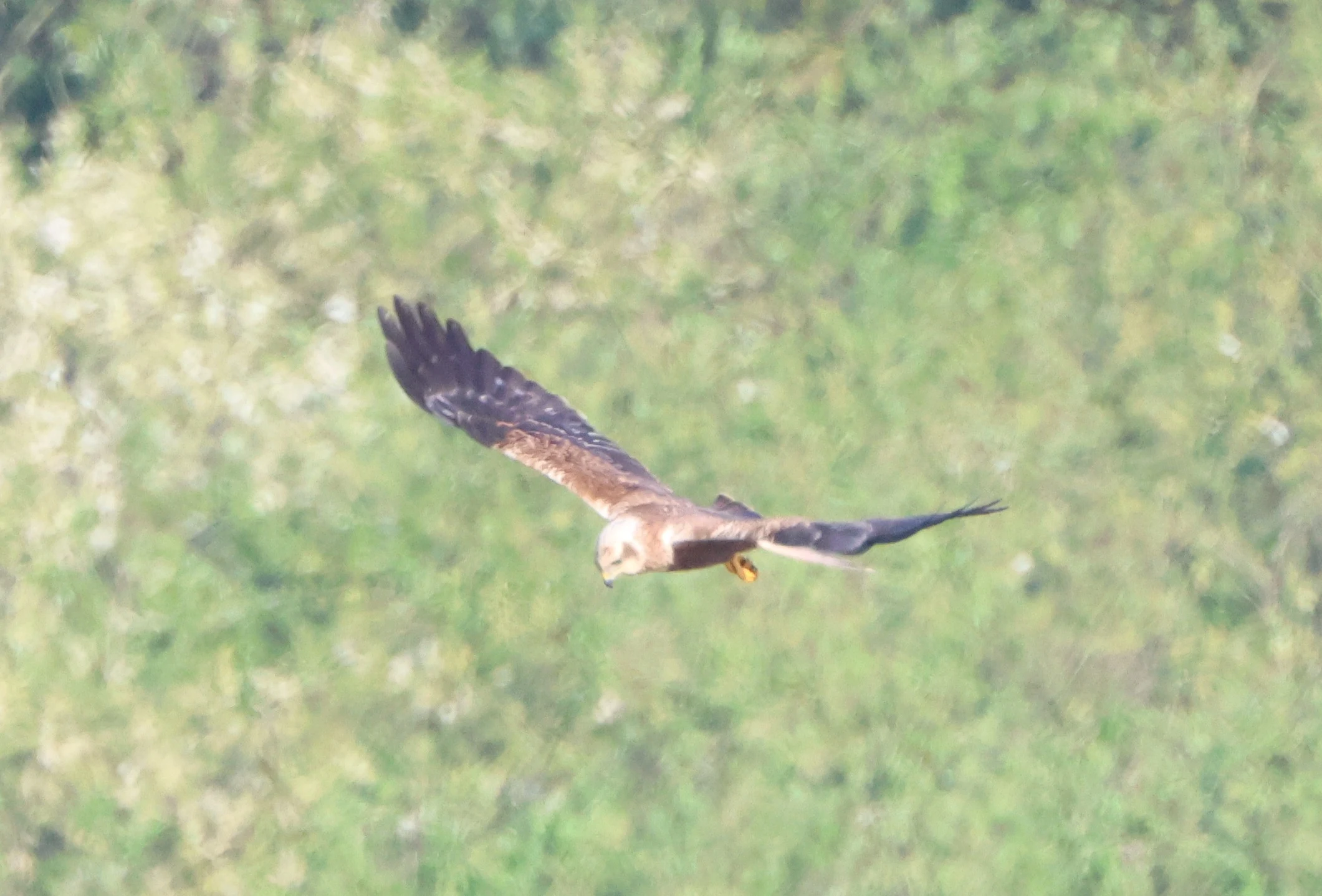 Marsh harrier, Ham Wall, Glastonbury, Somerset, UK — photo by Adam Prugel-Bennett