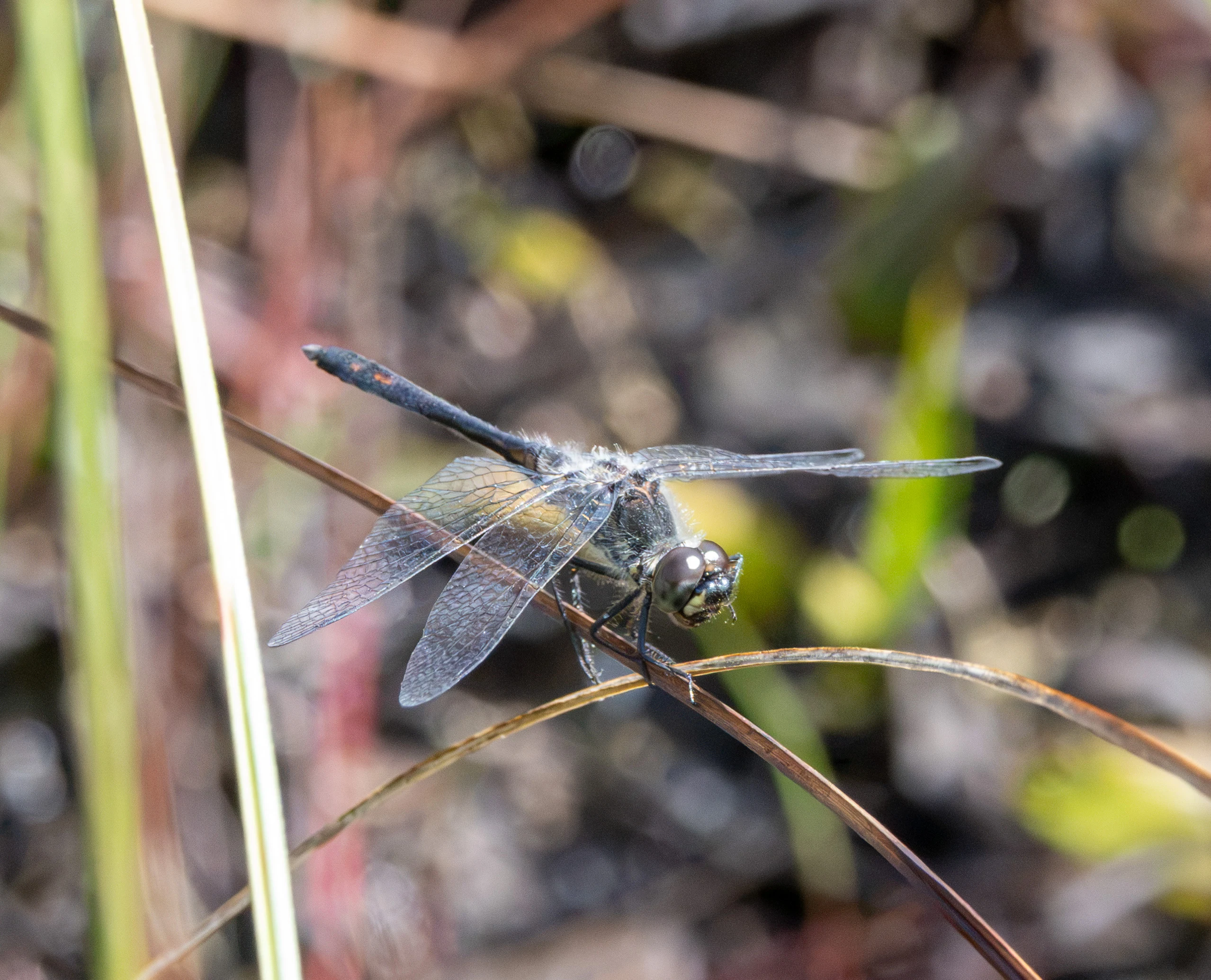 Black Darter Dragonfly, Thursley Common, Surrey, UK — photo by Adam Prugel-Bennett