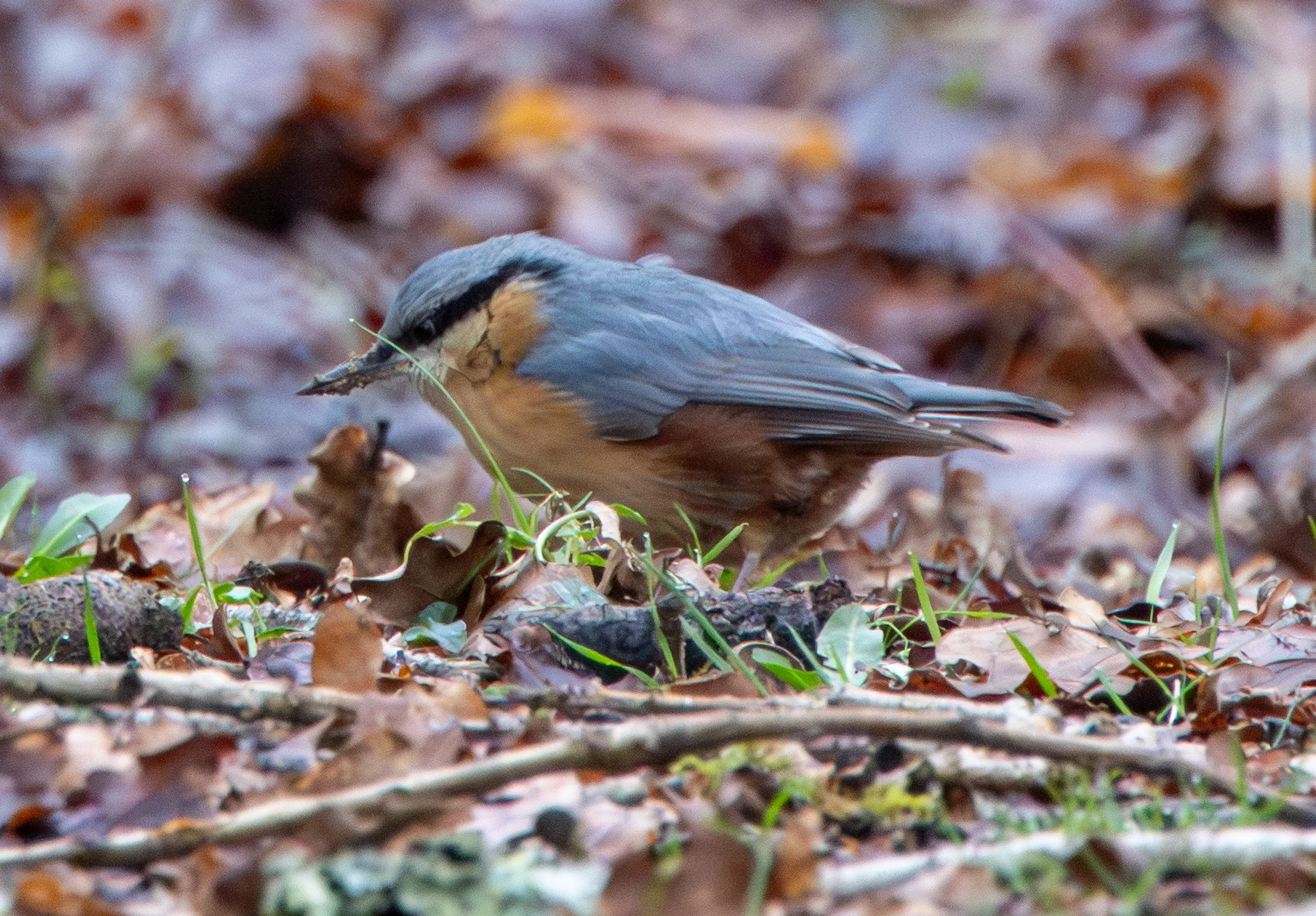 Eurasian Nuthatch, Pig Bush, Hampshire, UK — photo by Adam Prugel-Bennett