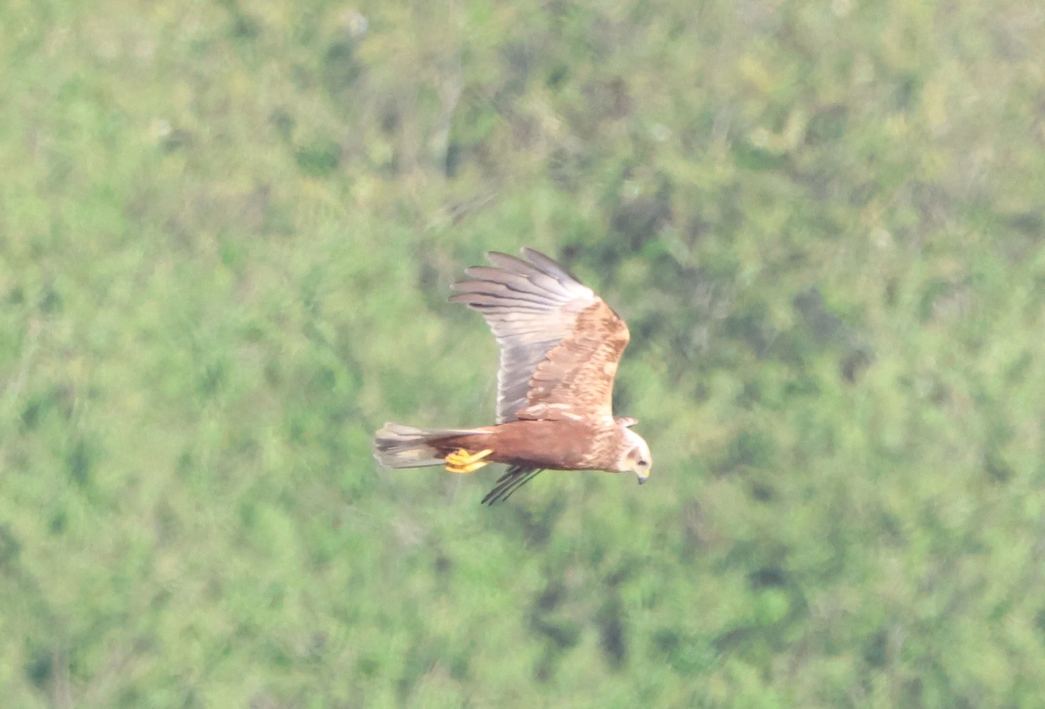Marsh harrier, Ham Wall, Glastonbury, Somerset, UK — photo by Adam Prugel-Bennett