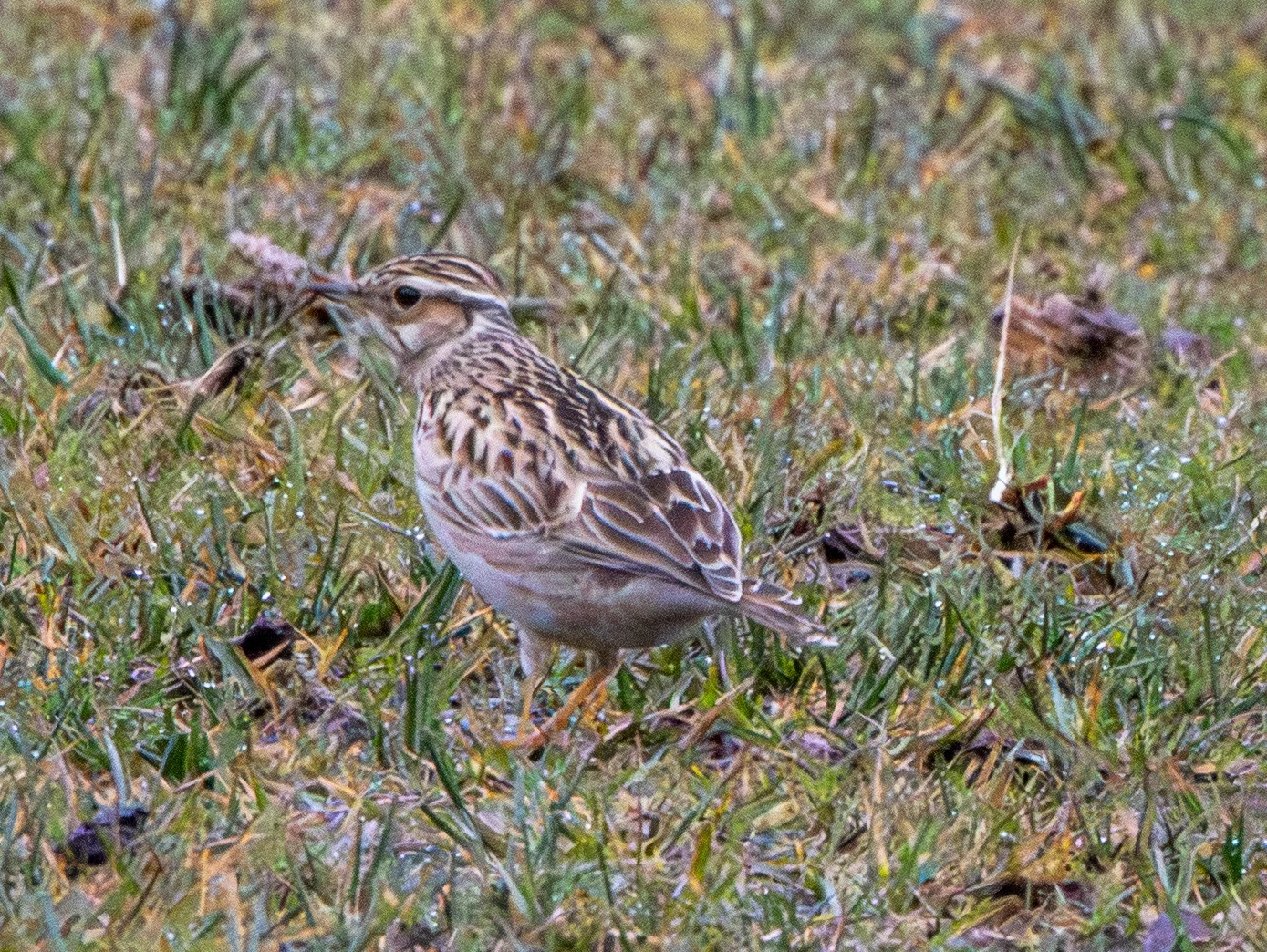 Woodlark, Pig Bush, Hampshire, UK — photo by Adam Prugel-Bennett