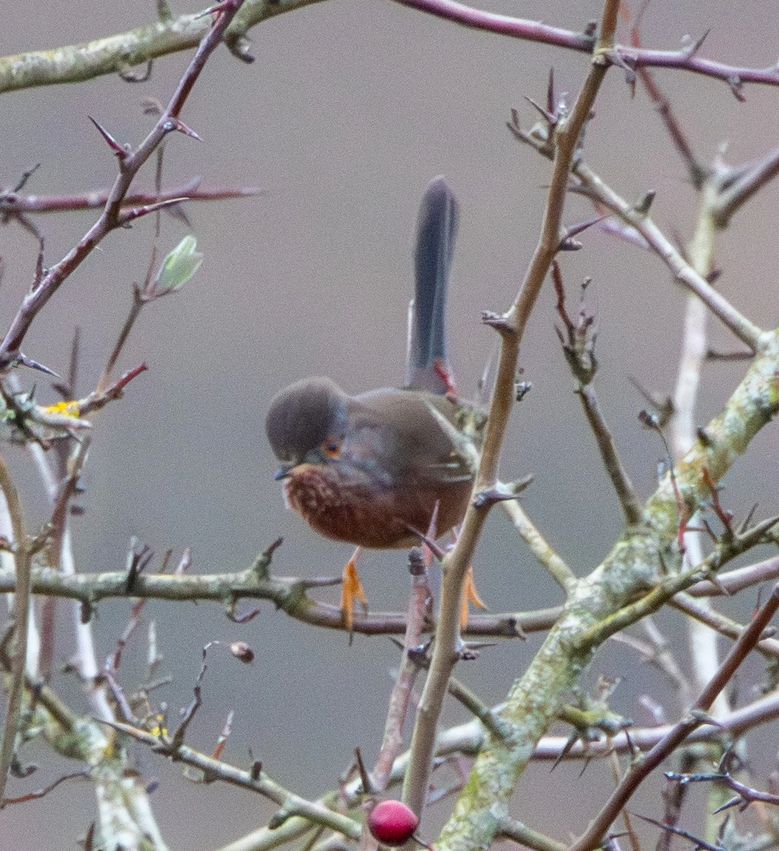 Dartford Warbler, Pig Bush, Hampshire, UK — photo by Adam Prugel-Bennett