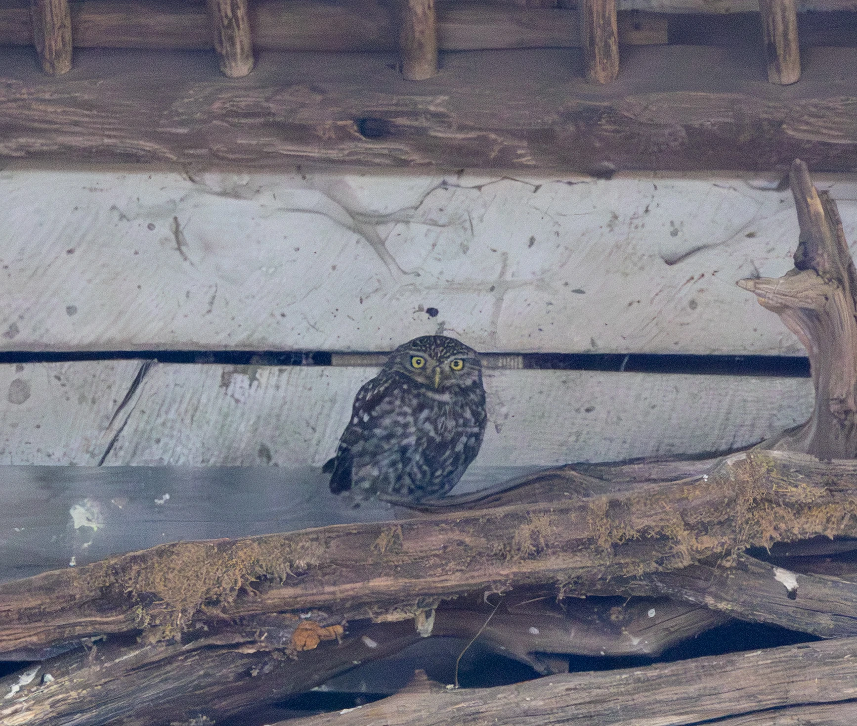 Little Owl, Dogmersfield, Hampshire, UK — photo by Adam Prugel-Bennett