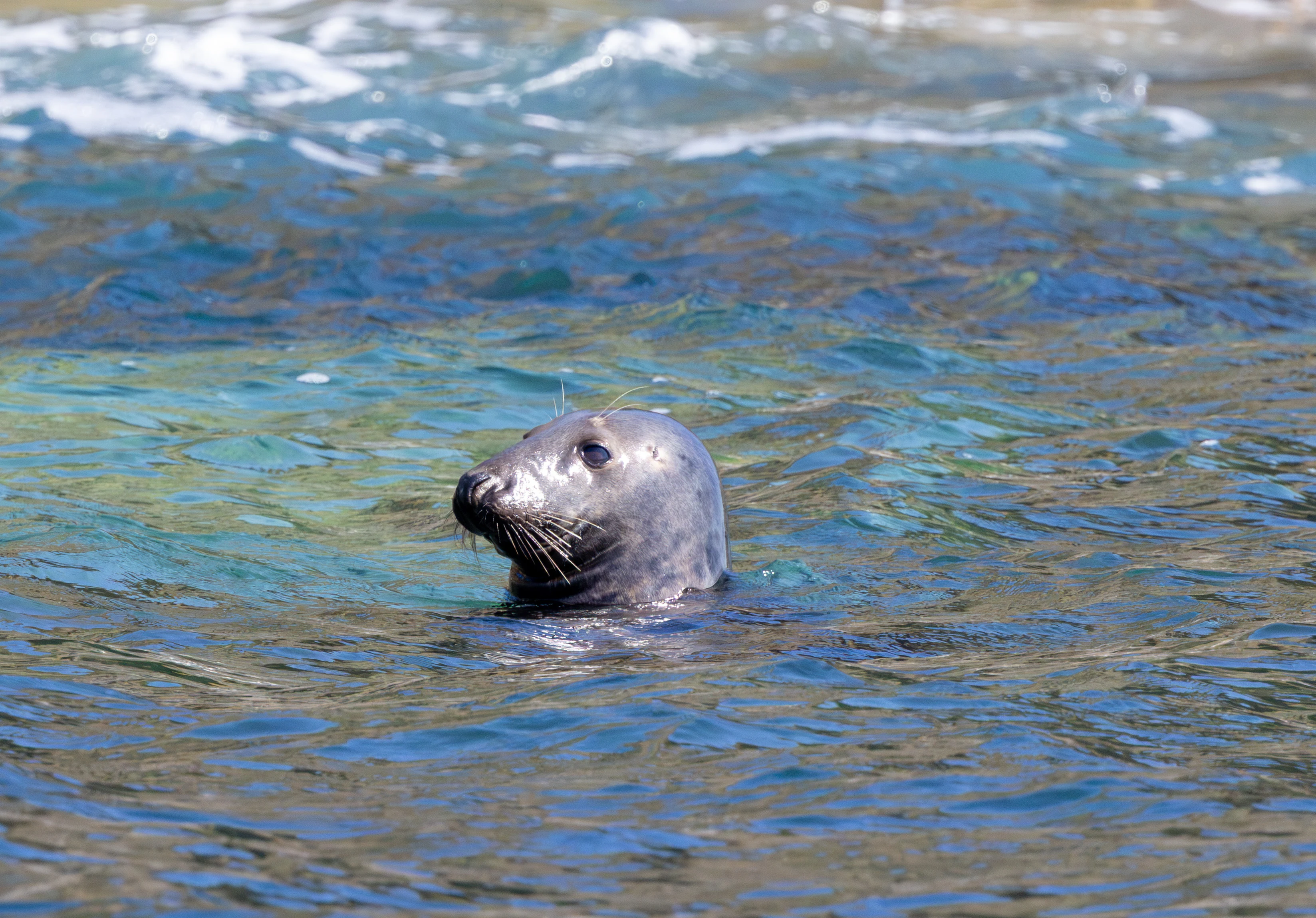 Grey Seal, Falmouth, Cornwall, UK — photo by Adam Prugel-Bennett