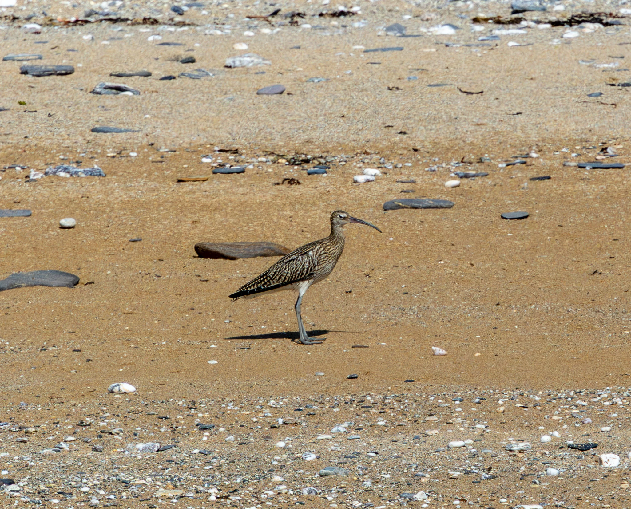 Whimbrel, Falmouth, Cornwall, UK — photo by Adam Prugel-Bennett