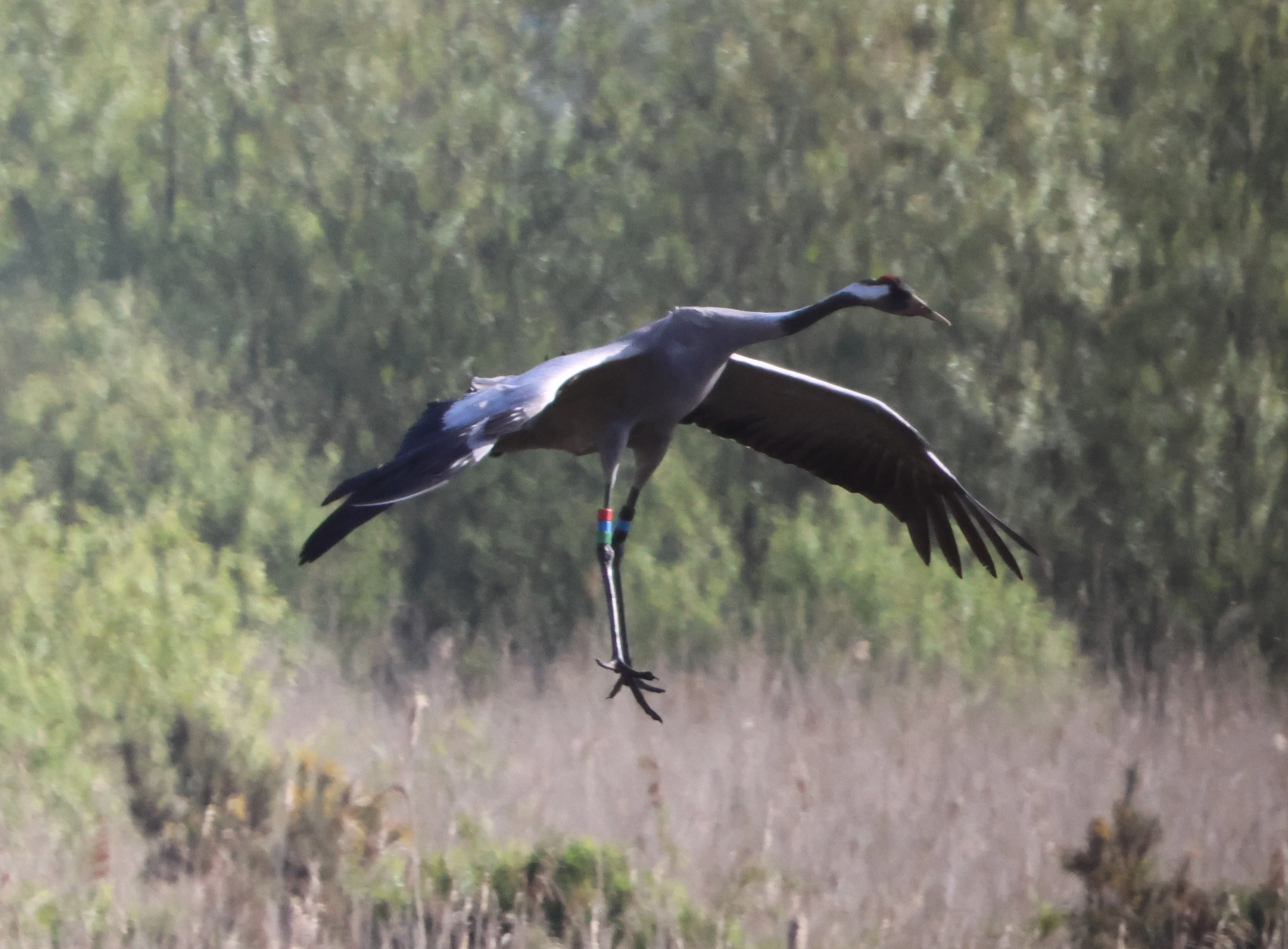 Common crane, Ham Wall, Glastonbury, Somerset, UK — photo by Adam Prugel-Bennett