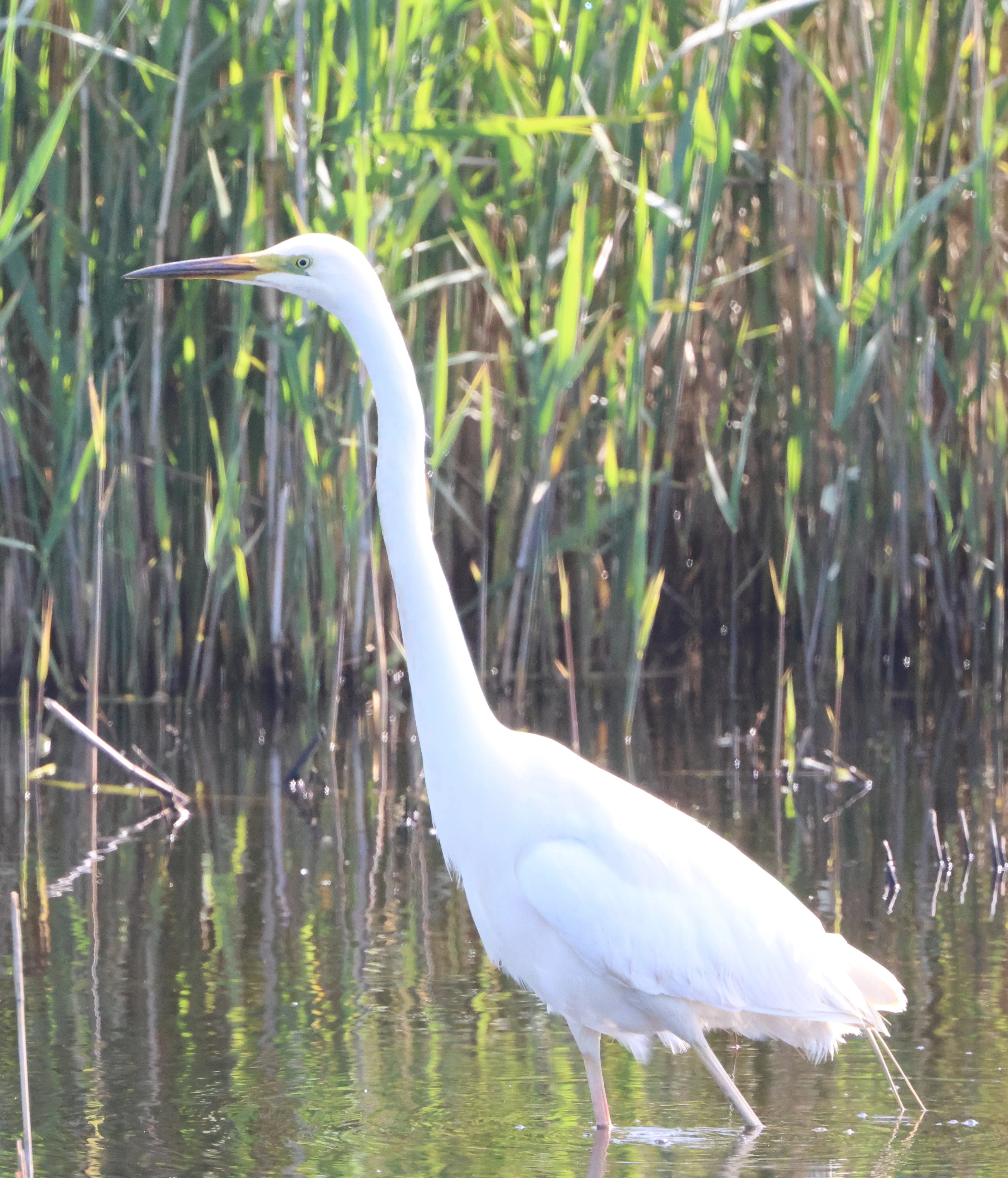 Great white Egret, Ham Wall, Glastonbury, Somerset, UK — photo by Adam Prugel-Bennett
