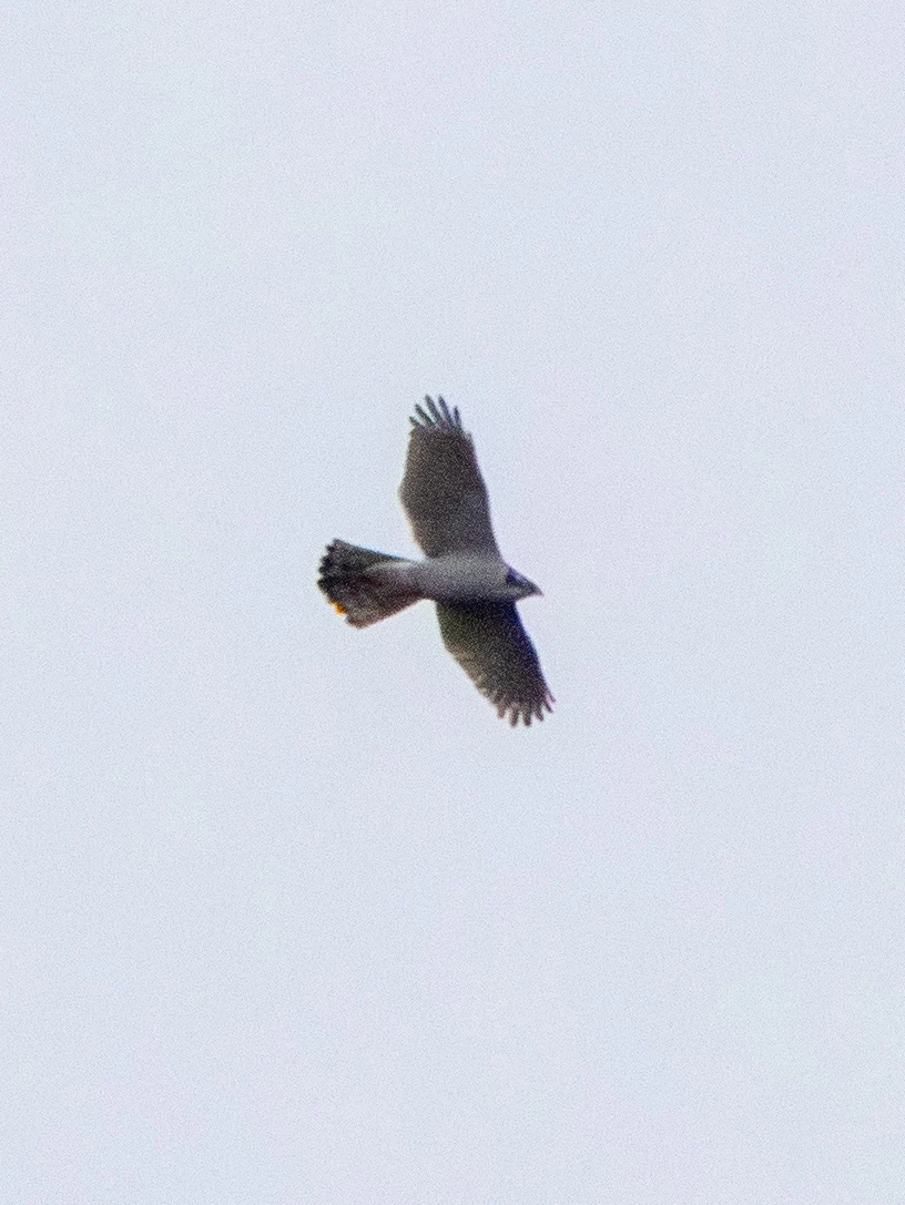 Northern Goshawk, Bolderwood, Hampshire, UK — photo by Adam Prugel-Bennett