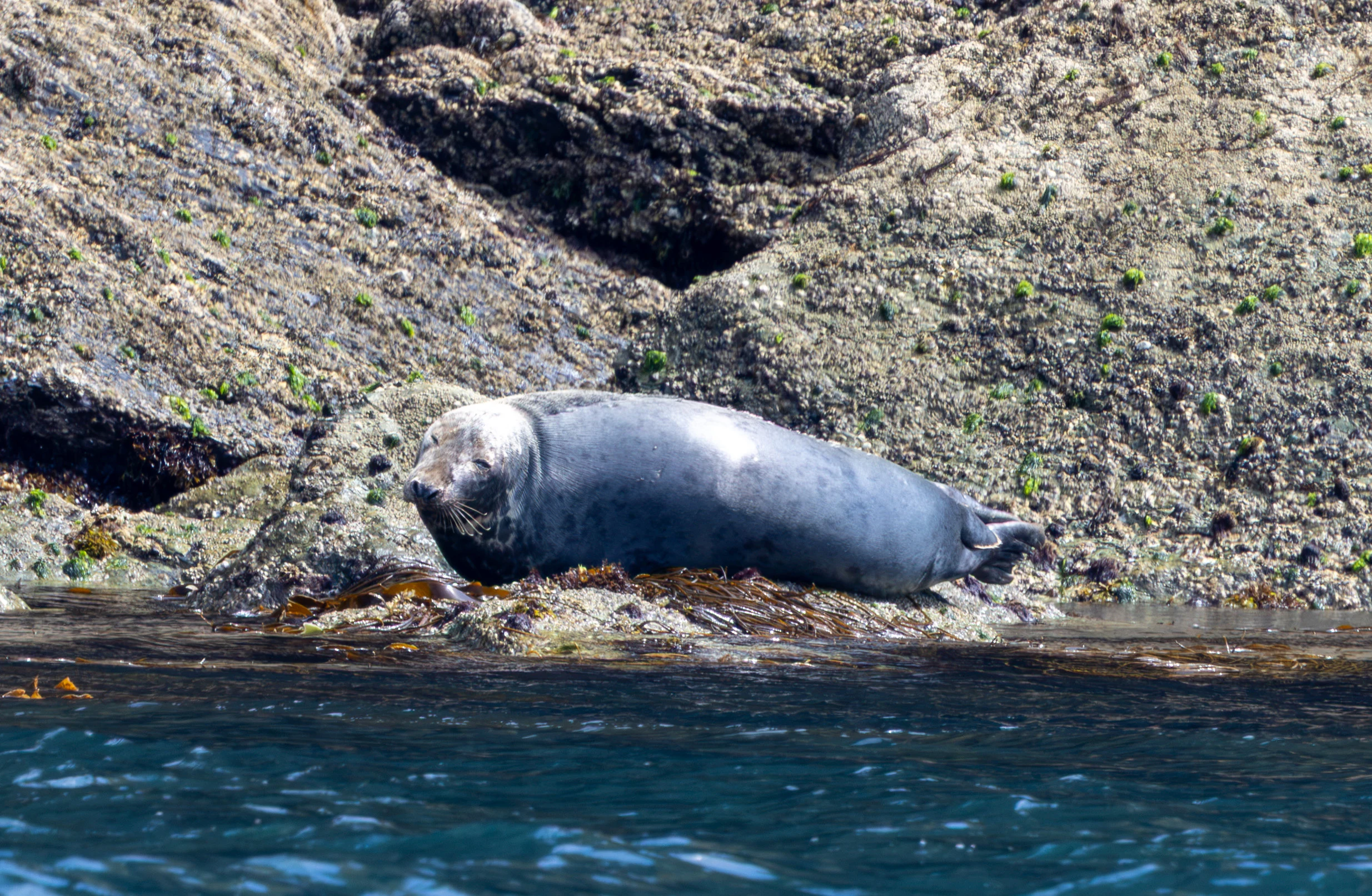 Grey Seal, Falmouth, Cornwall, UK — photo by Adam Prugel-Bennett