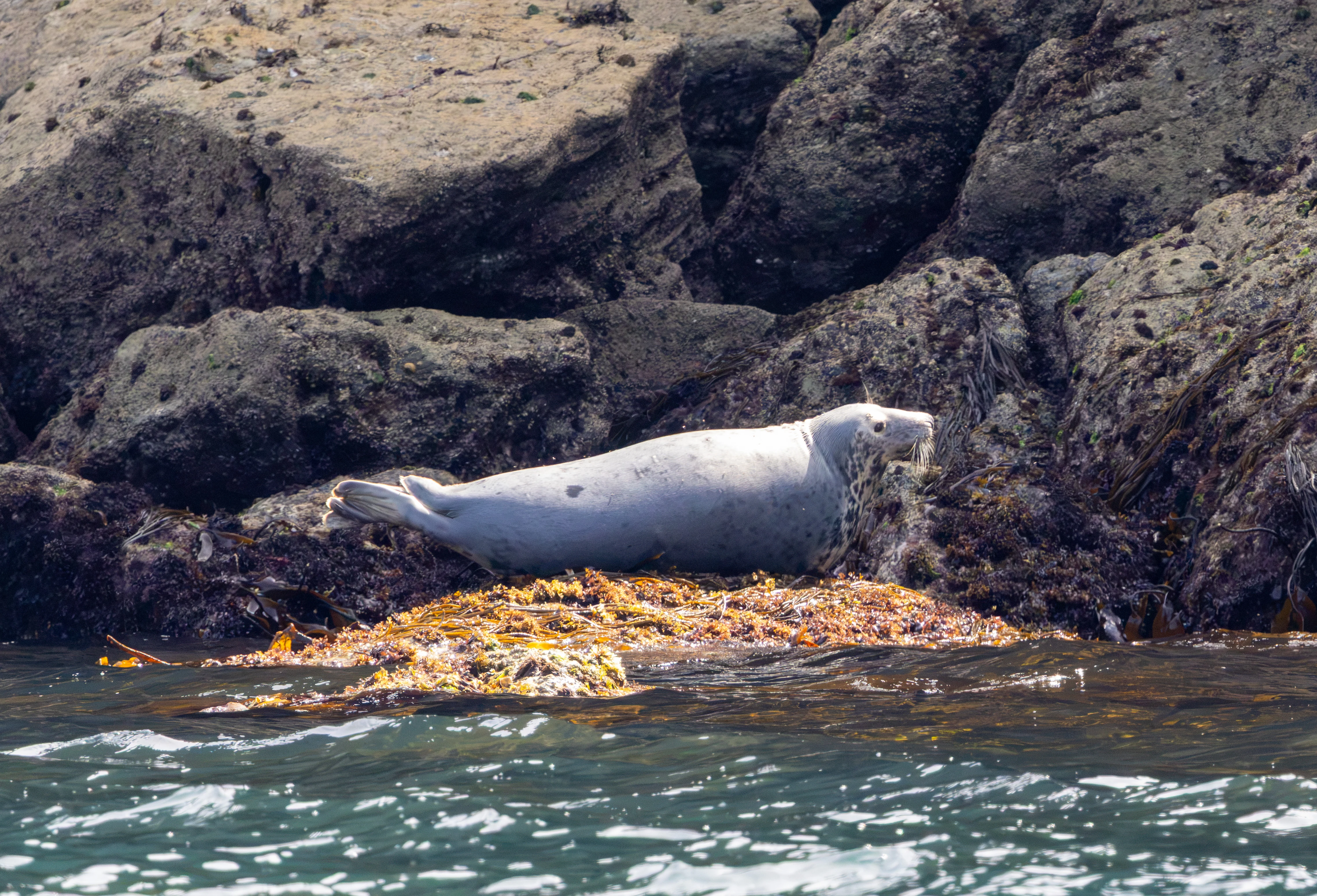 Grey Seal, Falmouth, Cornwall, UK — photo by Adam Prugel-Bennett