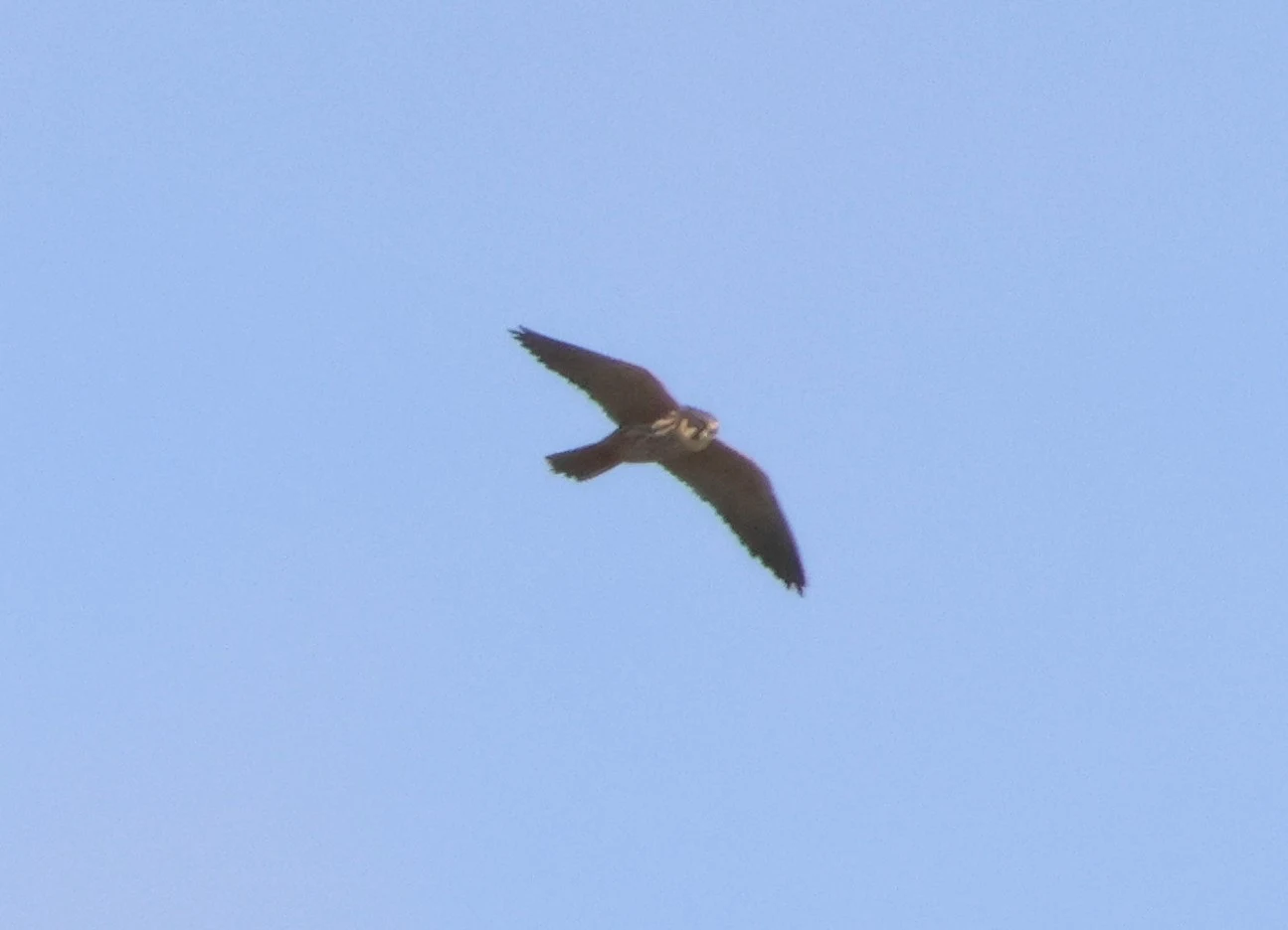 Hobby, Ham Wall, Glastonbury, Somerset, UK — photo by Adam Prugel-Bennett
