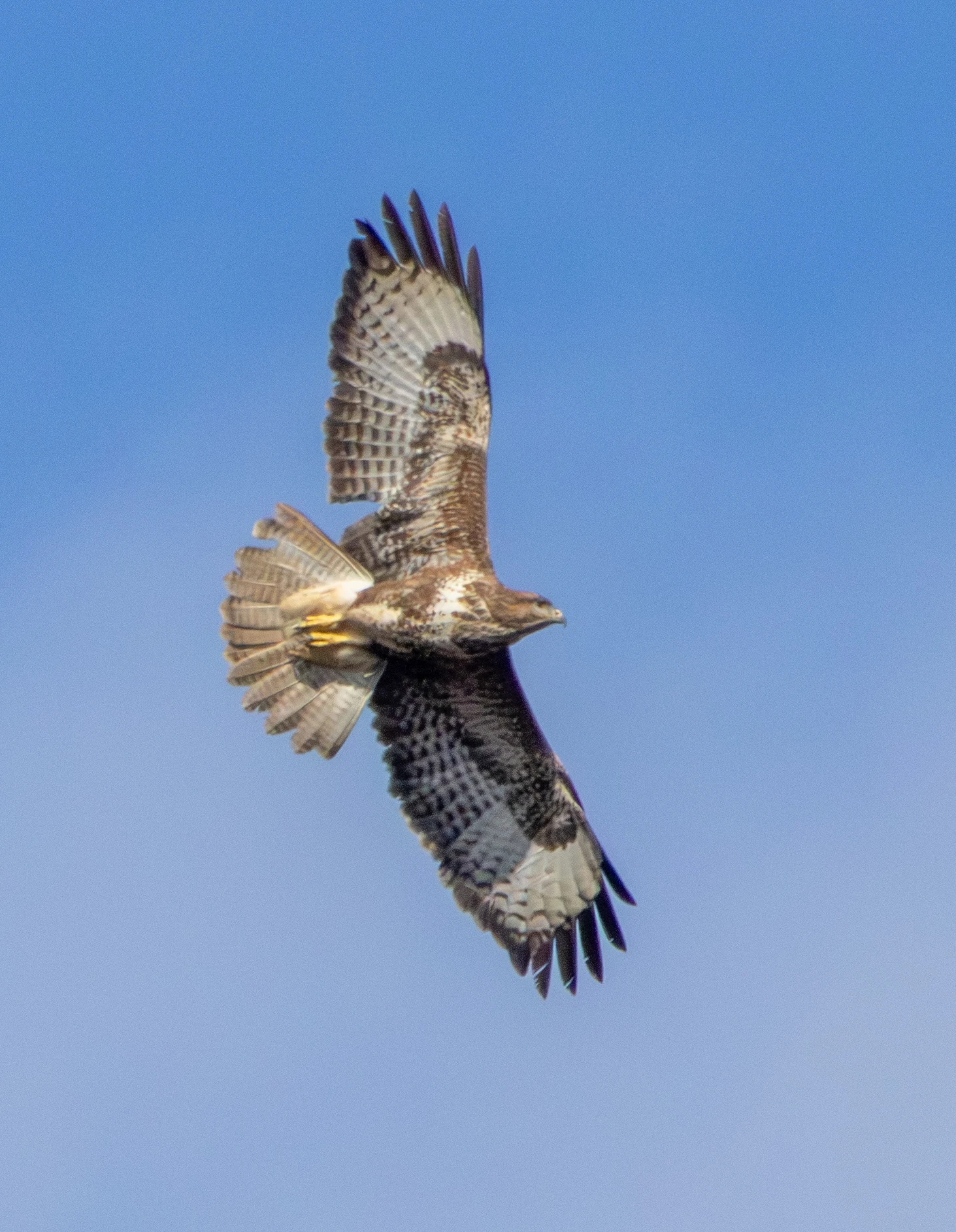 Common Buzzard, Pig Bush, Hampshire, UK — photo by Adam Prugel-Bennett