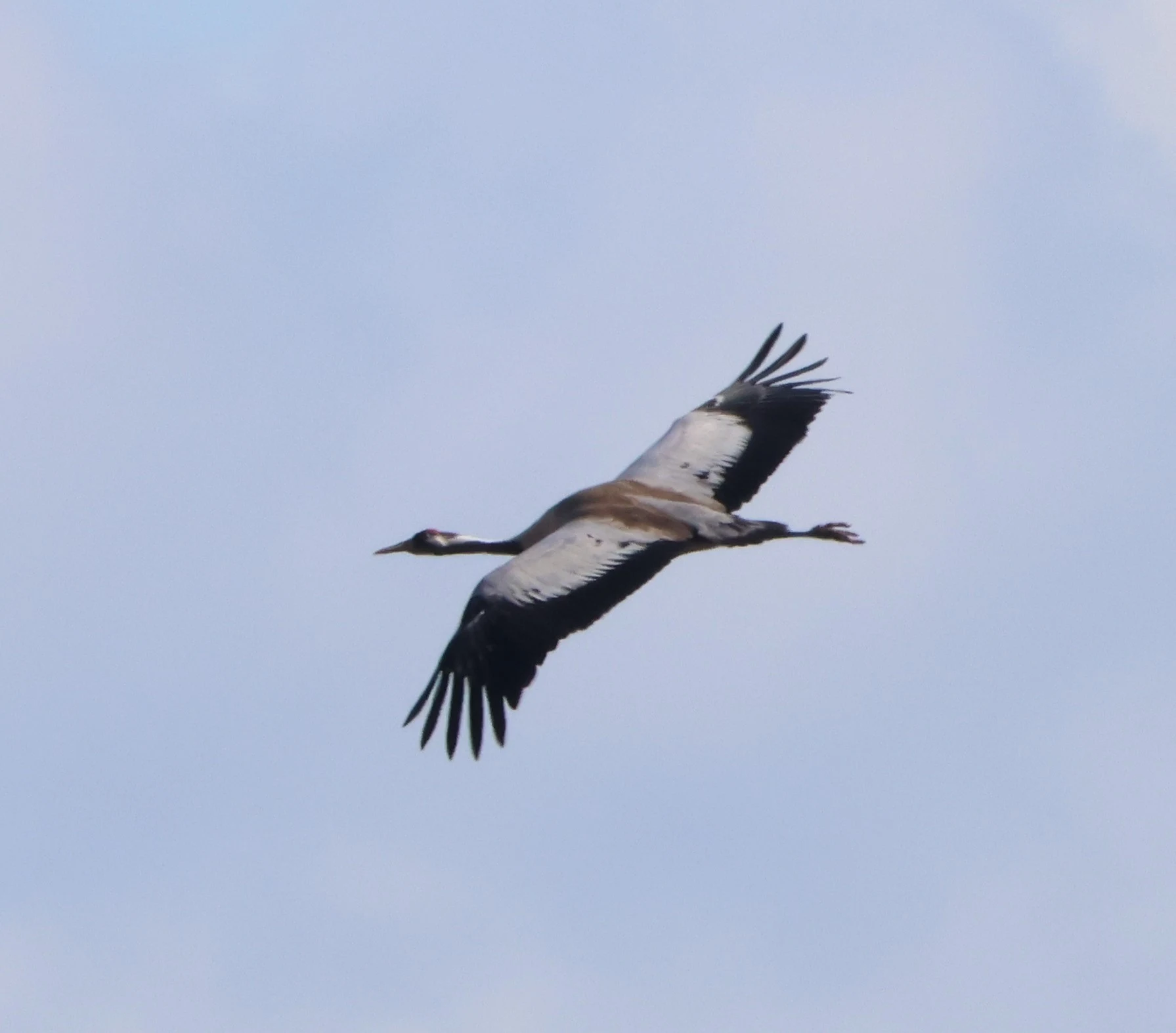 Common crane, Ham Wall, Glastonbury, Somerset, UK — photo by Adam Prugel-Bennett