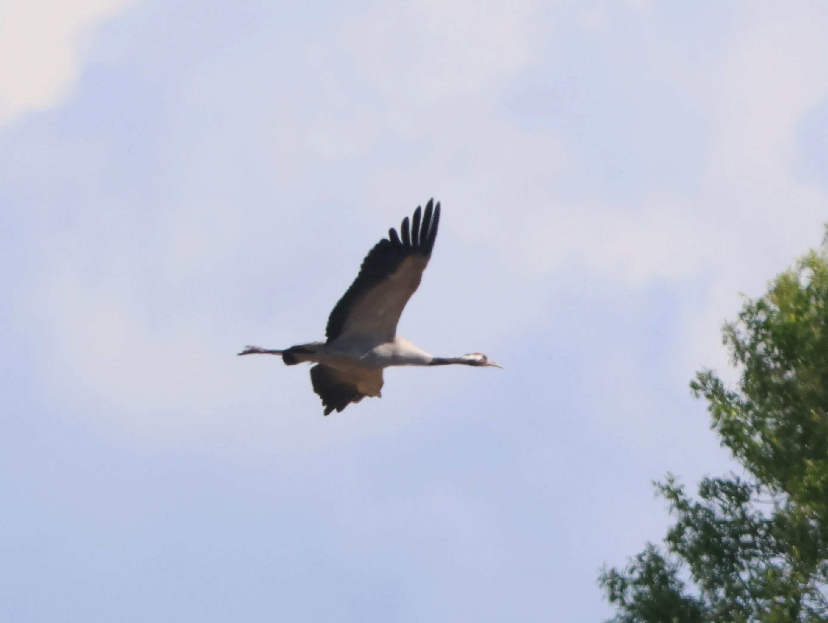 Common crane, Ham Wall, Glastonbury, Somerset, UK — photo by Adam Prugel-Bennett