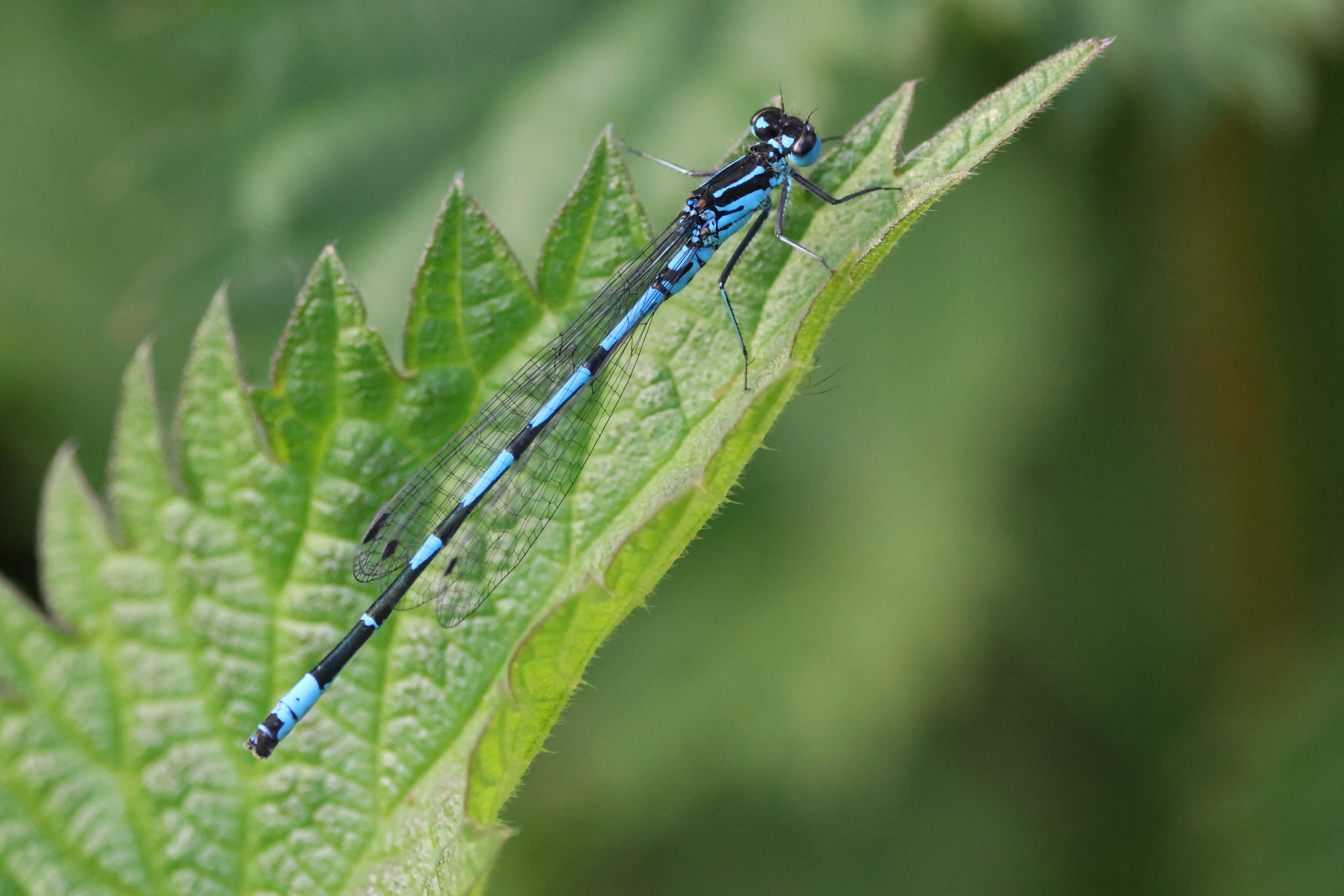 Variable Damselfly, Ham Wall, Glastonbury, Somerset, UK — photo by Adam Prugel-Bennett