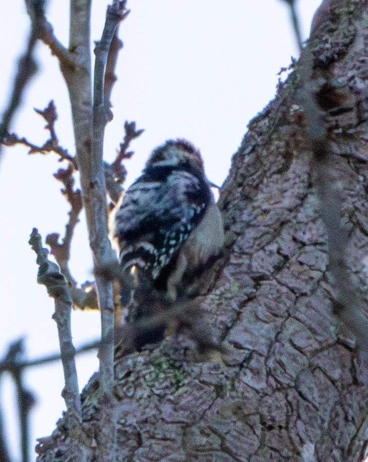 Lesser Spotted Woodpecker, Boulderwood, Hampshire, UK — photo by Adam Prugel-Bennett
