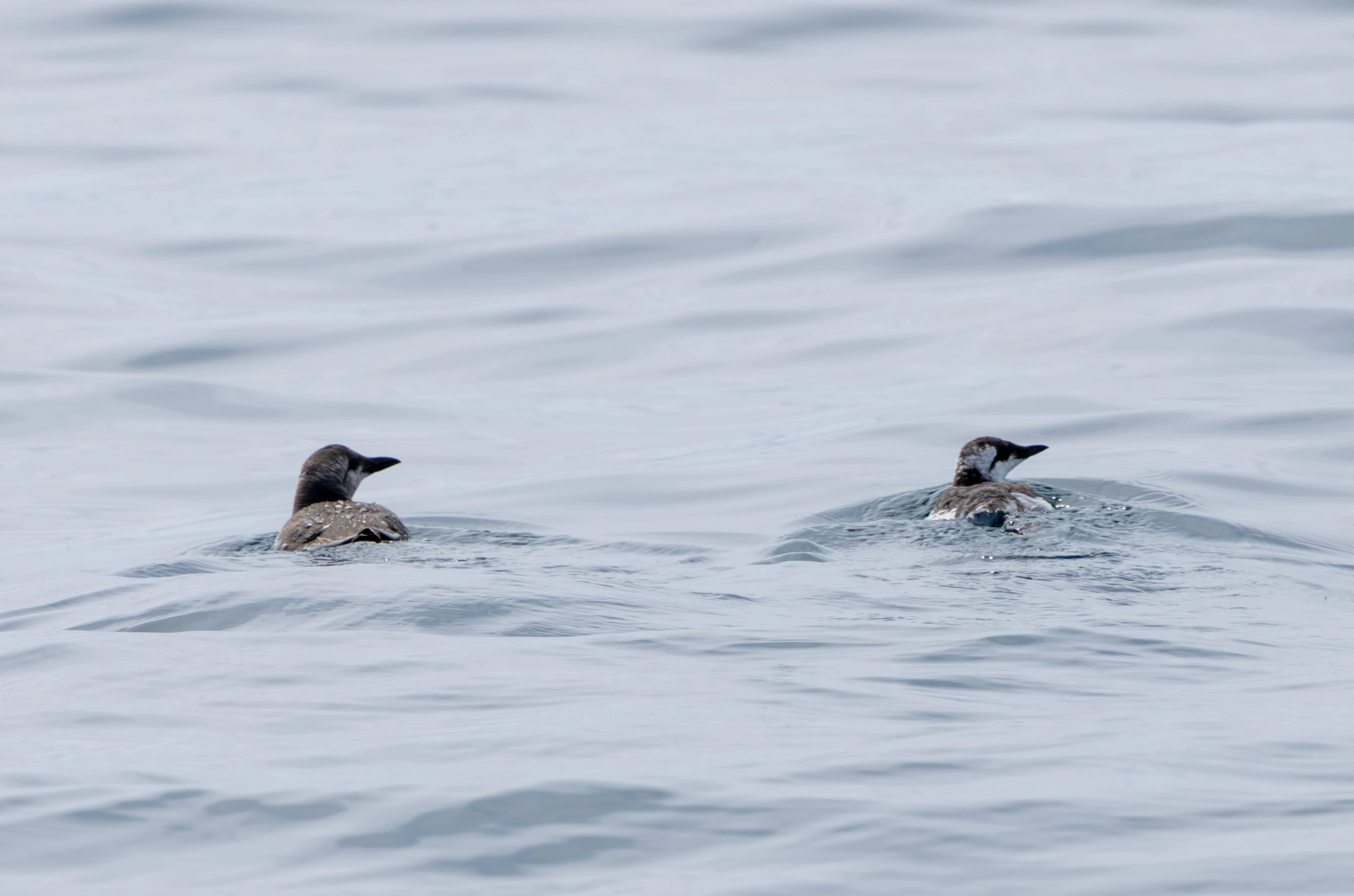 Guillemots, Falmouth, Cornwall, UK — photo by Adam Prugel-Bennett