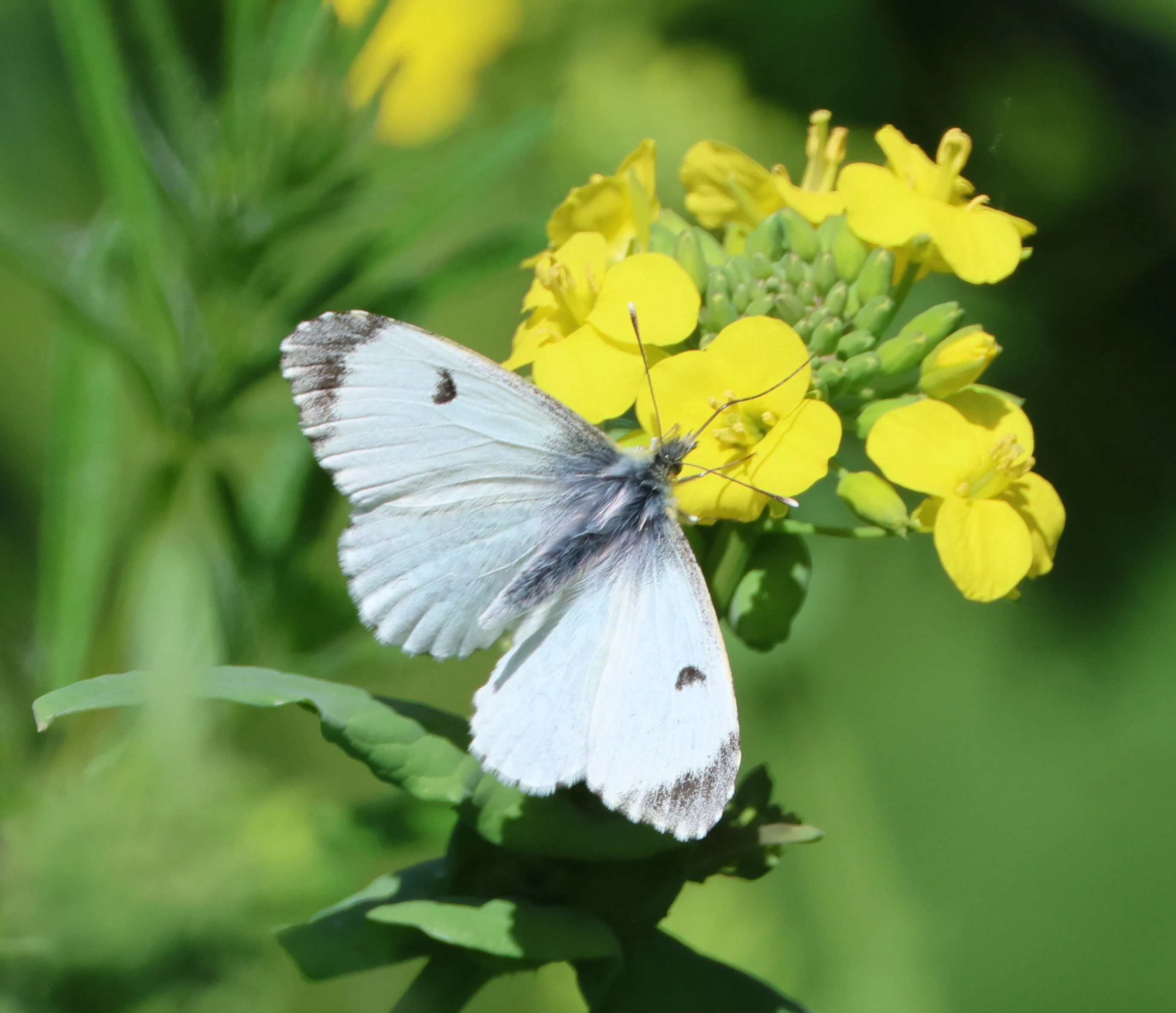 Female Orange-tip butterfly, Ham Wall, Glastonbury, Somerset, UK — photo by Adam Prugel-Bennett