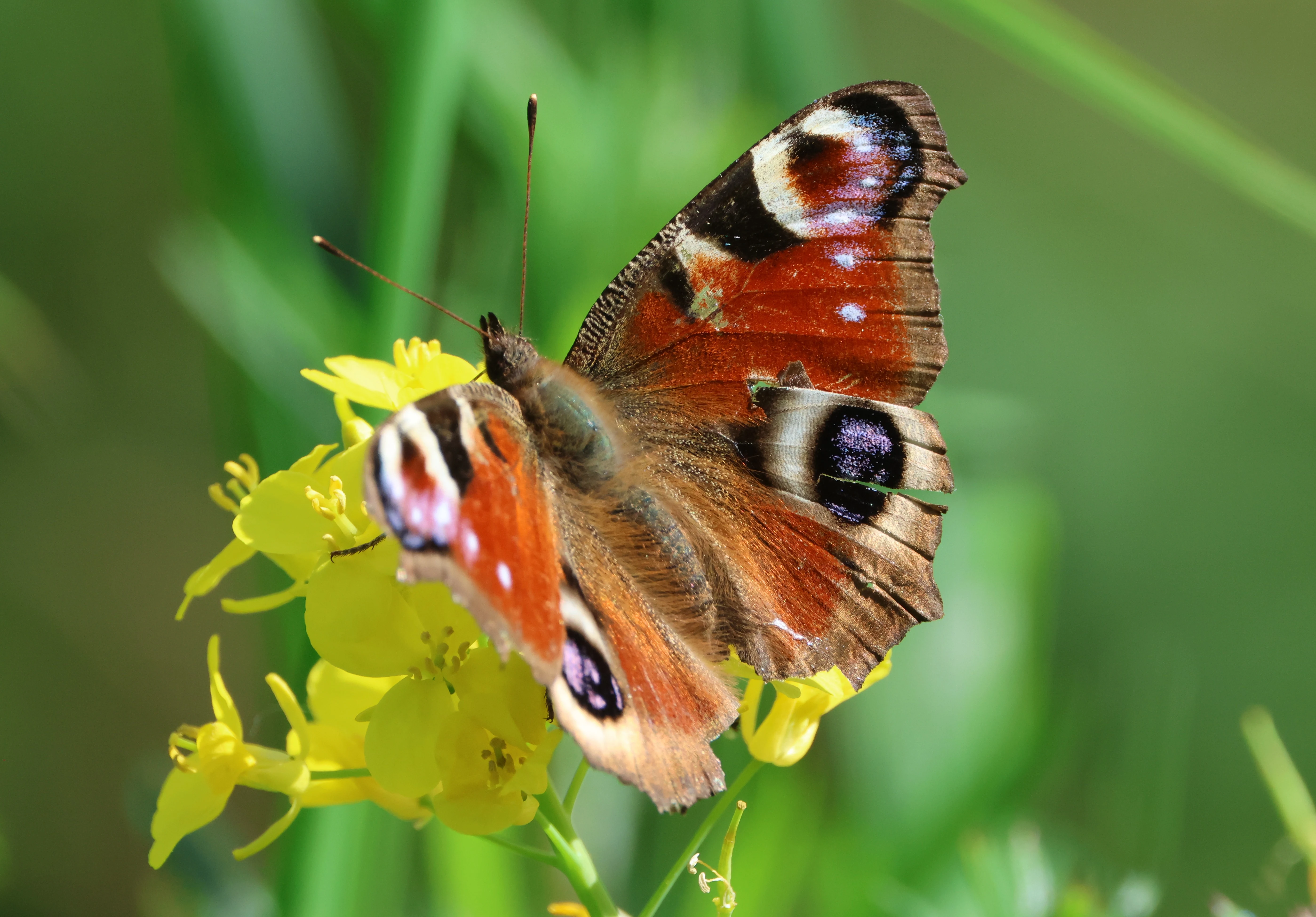 Peacock Butterfly, Ham Wall, Glastonbury, Somerset, UK — photo by Adam Prugel-Bennett