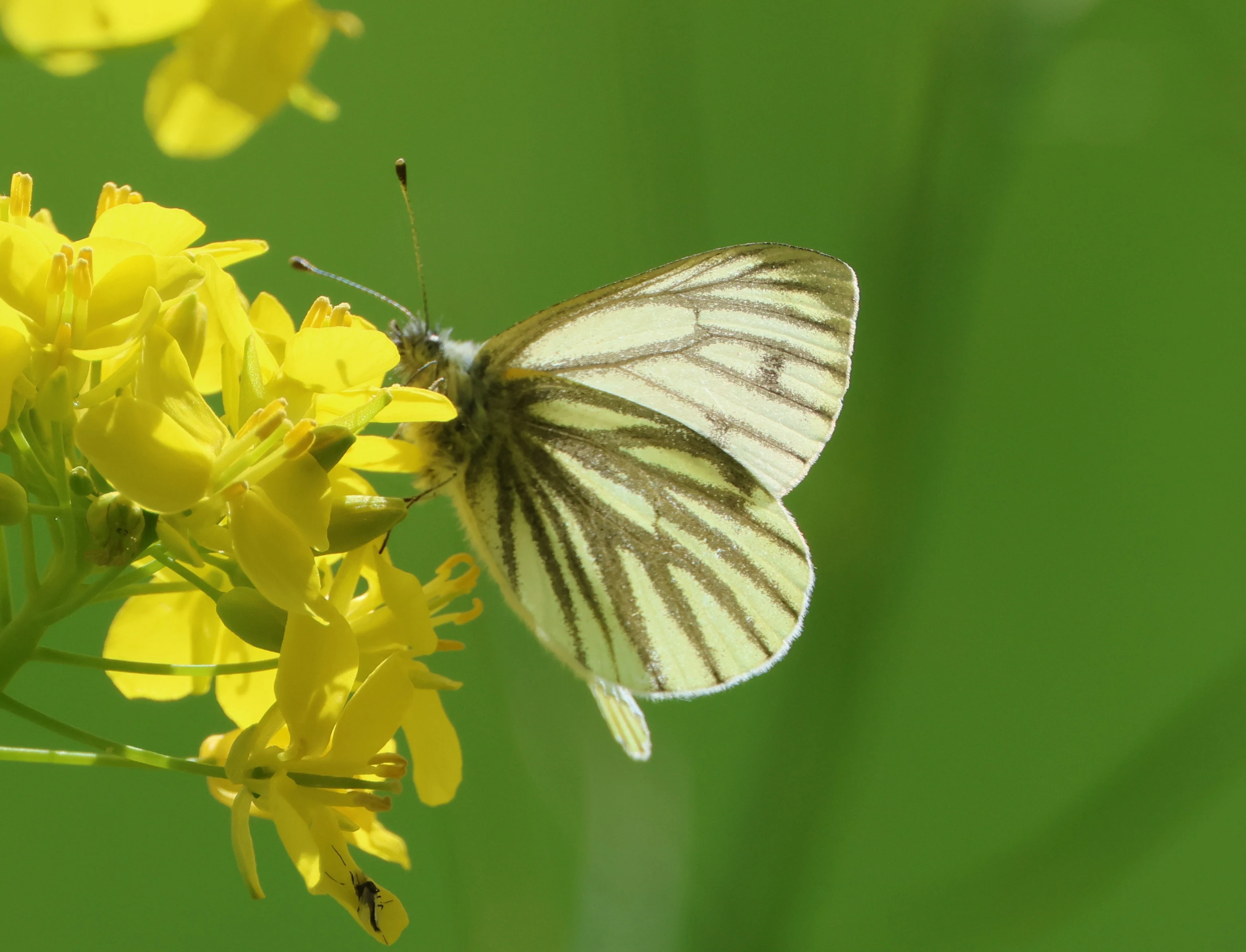 Green-veined white
butterfly, Ham Wall, Glastonbury, Somerset, UK — photo by Adam Prugel-Bennett