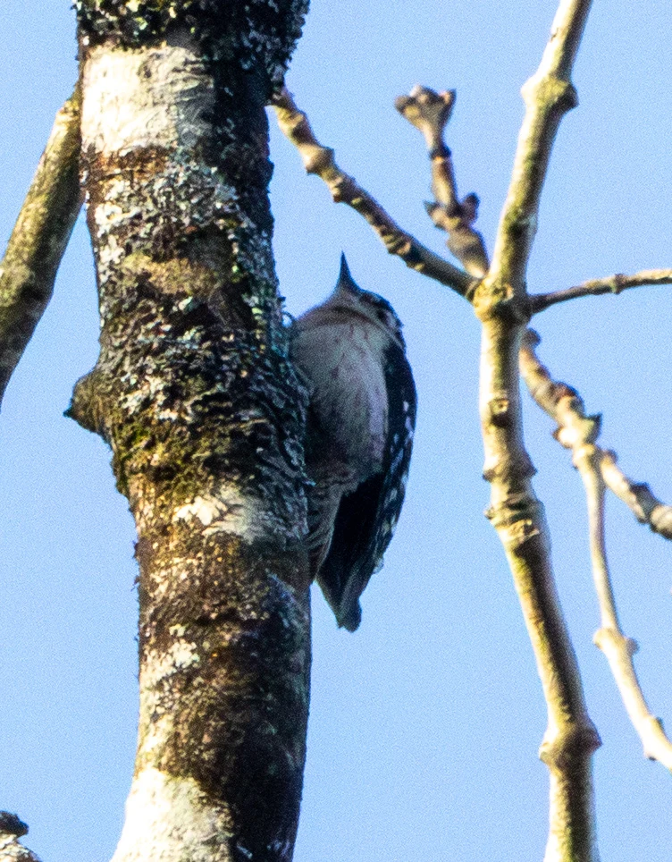 Lesser Spotted Woodpecker, Boulderwood, Hampshire, UK — photo by Adam Prugel-Bennett