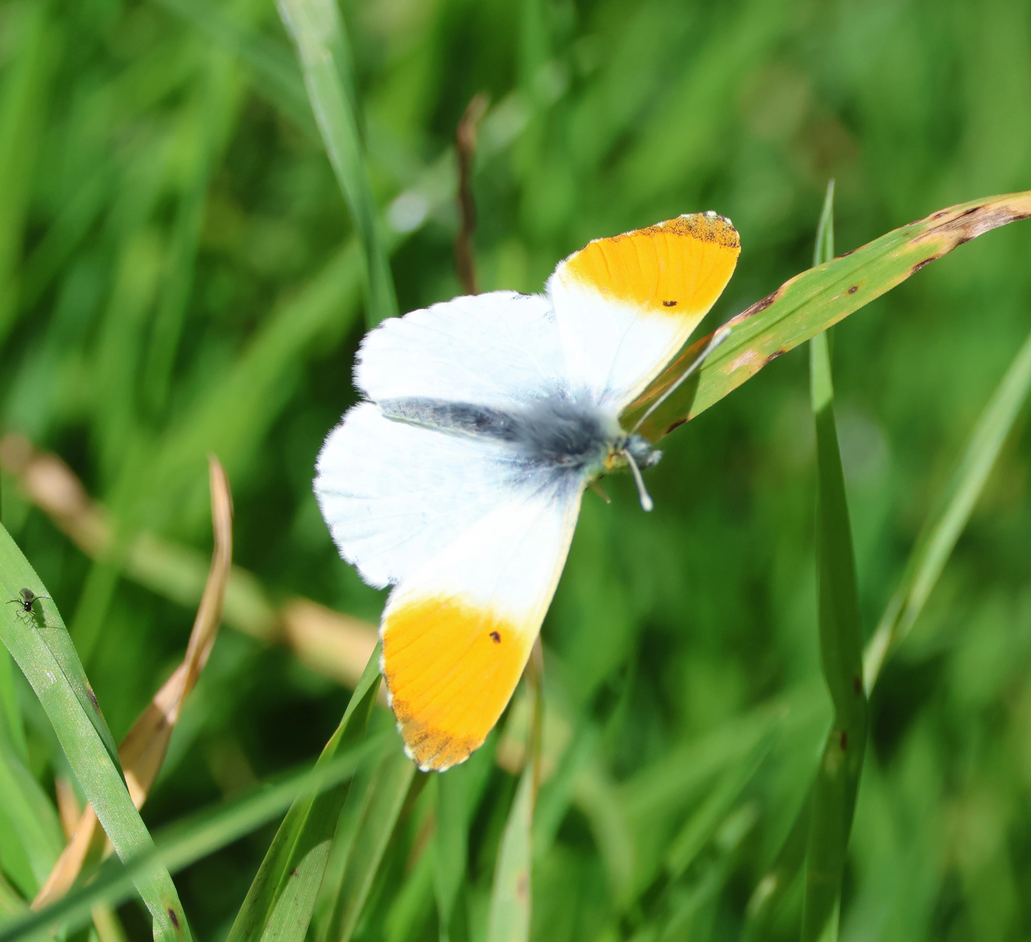 Orange-tip, Ham Wall, Glastonbury, Somerset, UK — photo by Adam Prugel-Bennett