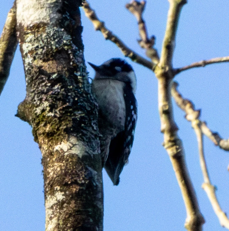 Lesser Spotted Woodpecker, Boulderwood, Hampshire, UK — photo by Adam Prugel-Bennett