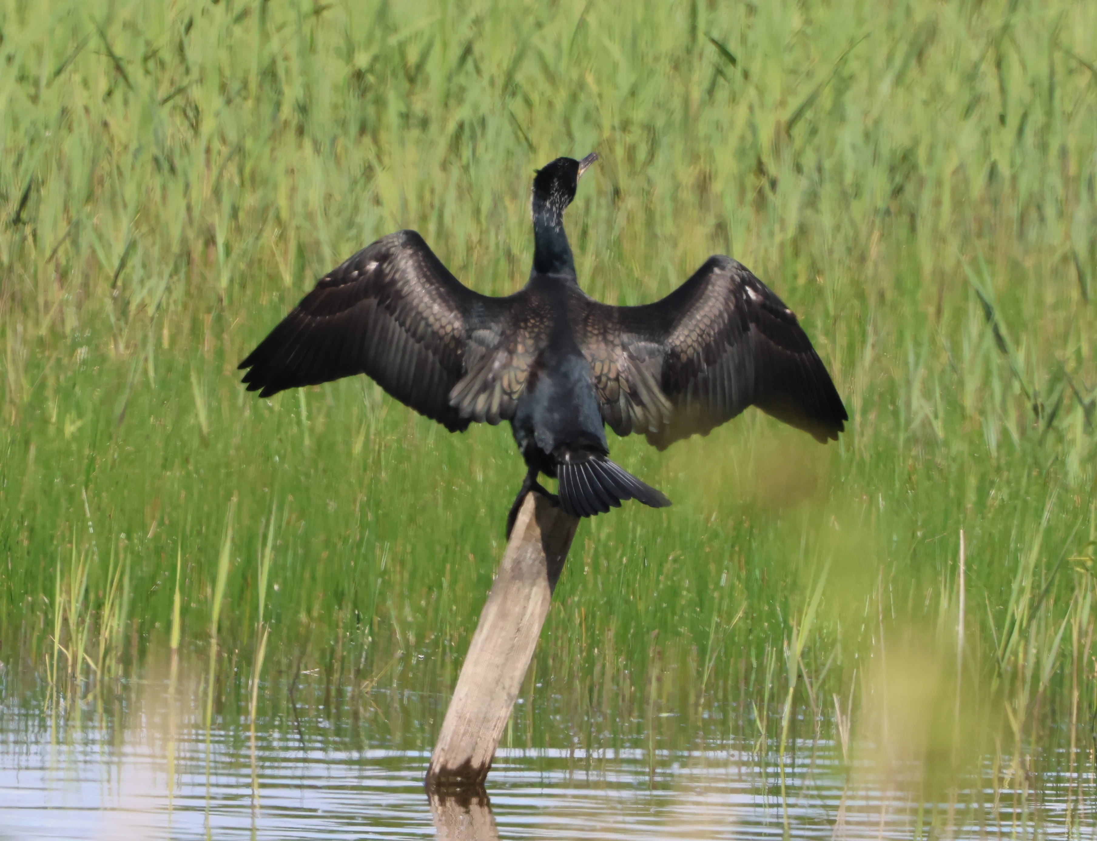 Great cormorant, Ham Wall, Glastonbury, Somerset, UK — photo by Adam Prugel-Bennett