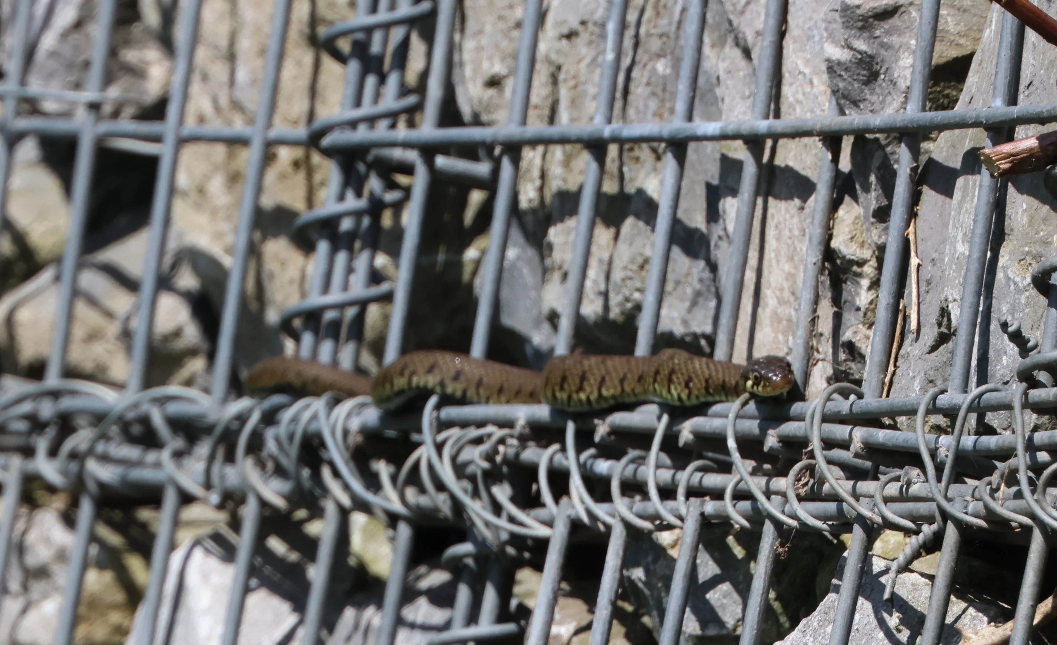 Grass snake, Ham Wall, Glastonbury, Somerset, UK — photo by Adam Prugel-Bennett