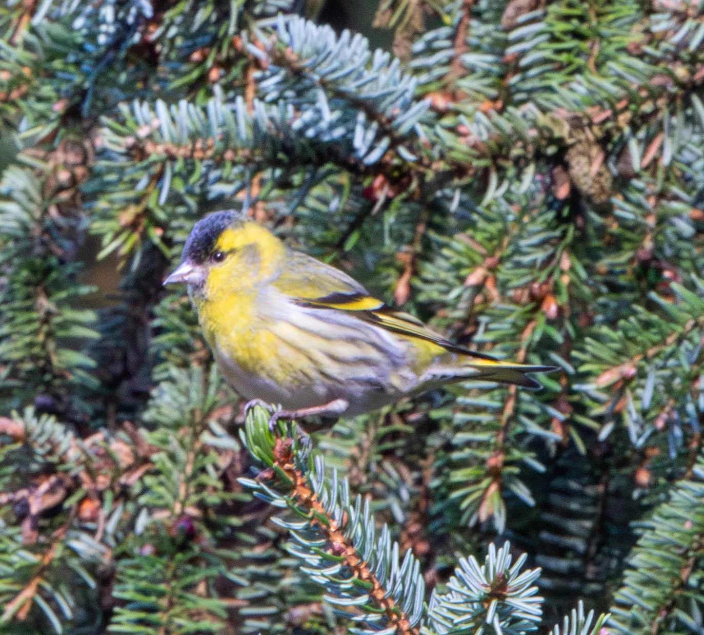 Eurasian Siskin, Boulderwood, Hampshire, UK — photo by Adam Prugel-Bennett