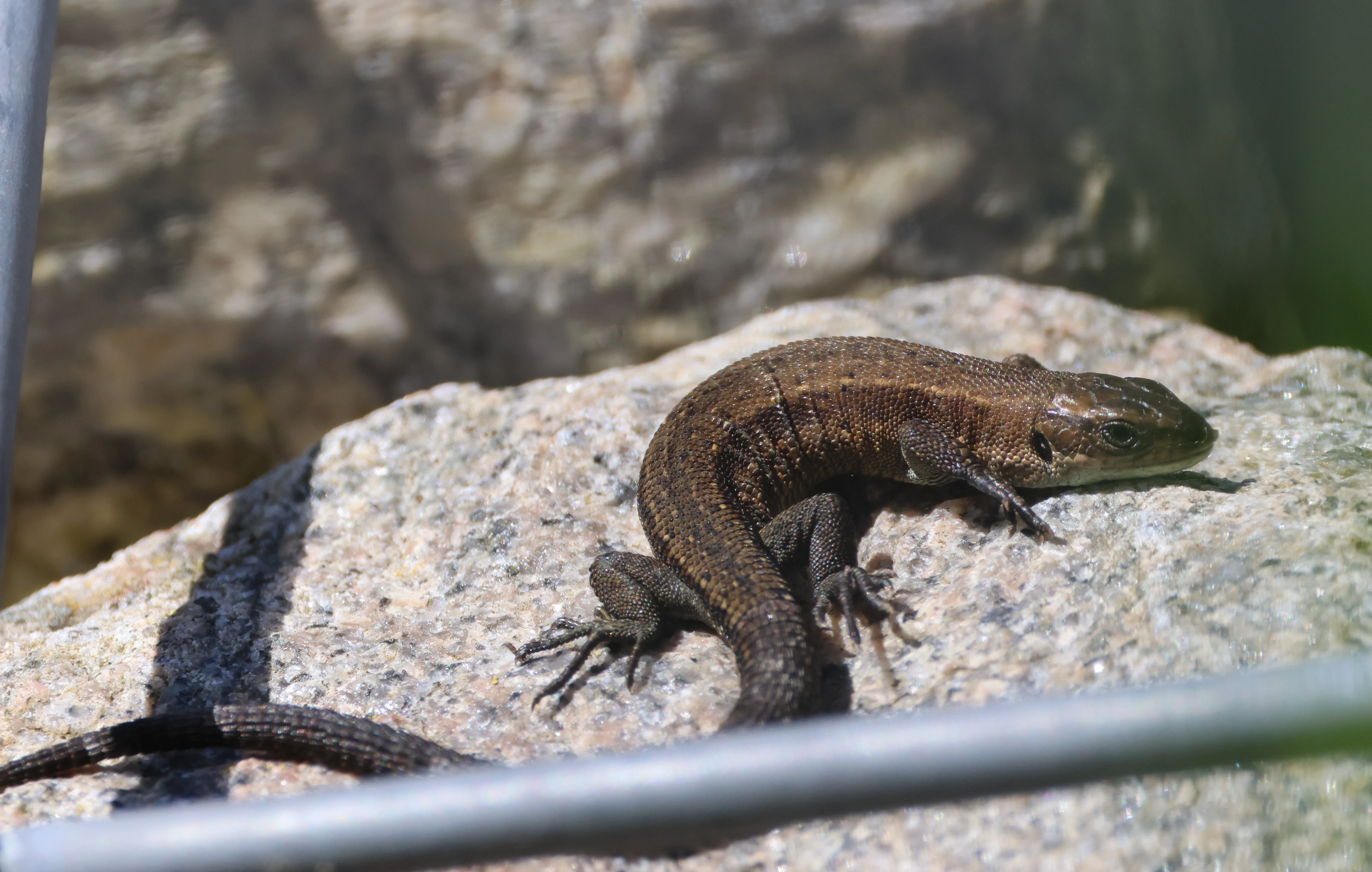 Common Lizard, Ham Wall, Glastonbury, Somerset, UK — photo by Adam Prugel-Bennett