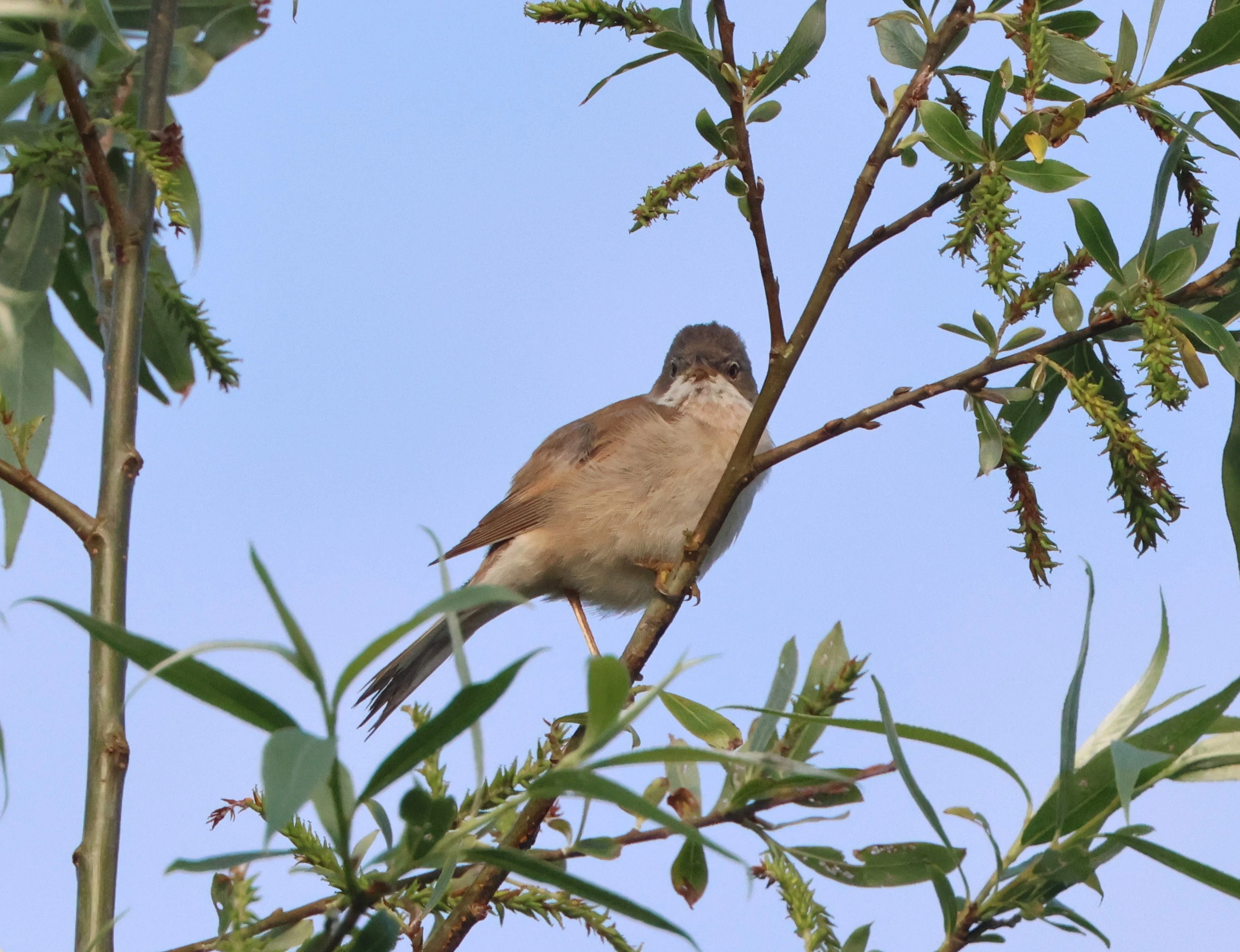 Common Whitethroat, Fishlake Meadows, Romsey, Hampshire, UK — photo by Adam Prugel-Bennett