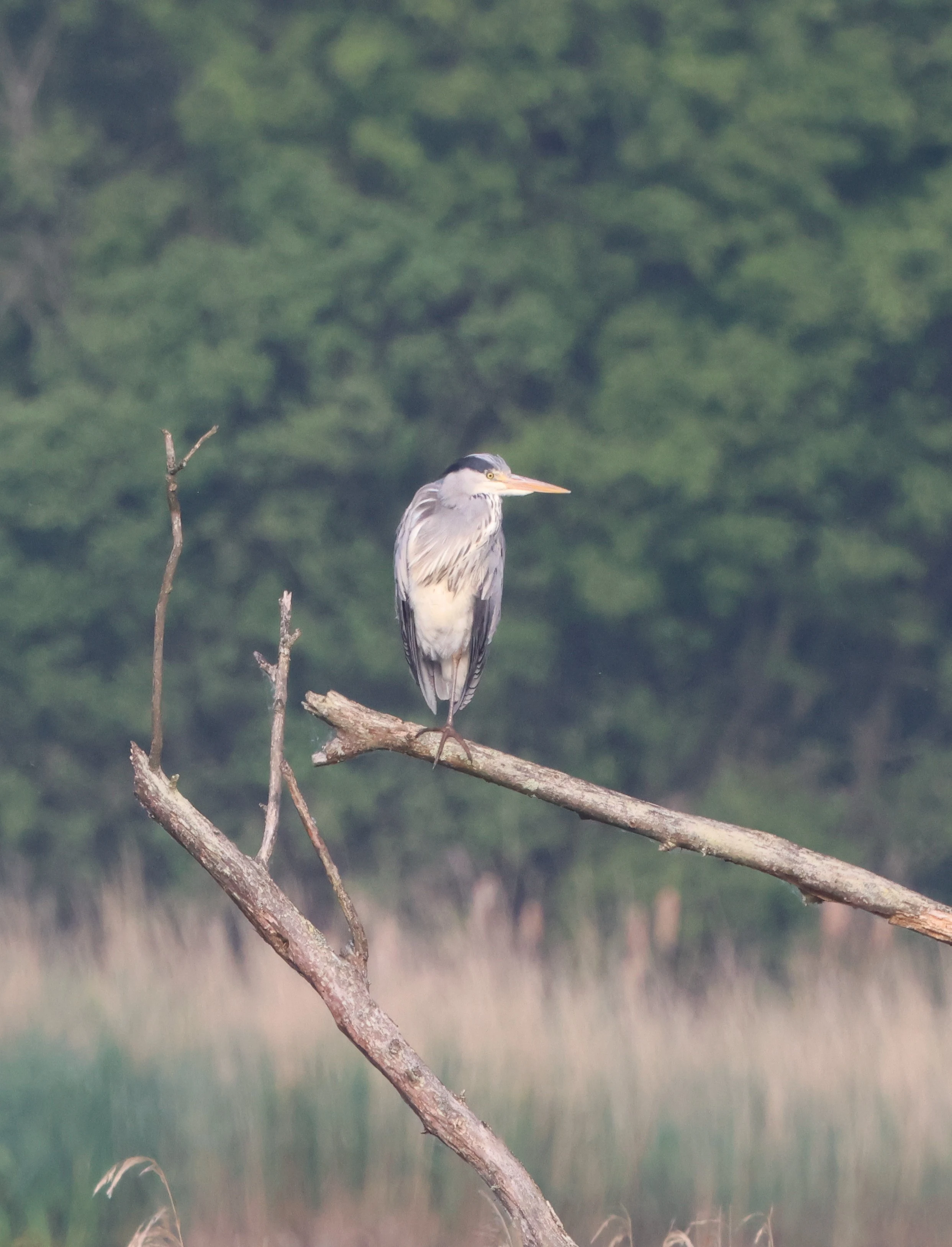 Gray heron, Fishlake Meadows, Romsey, Hampshire, UK — photo by Adam Prugel-Bennett
