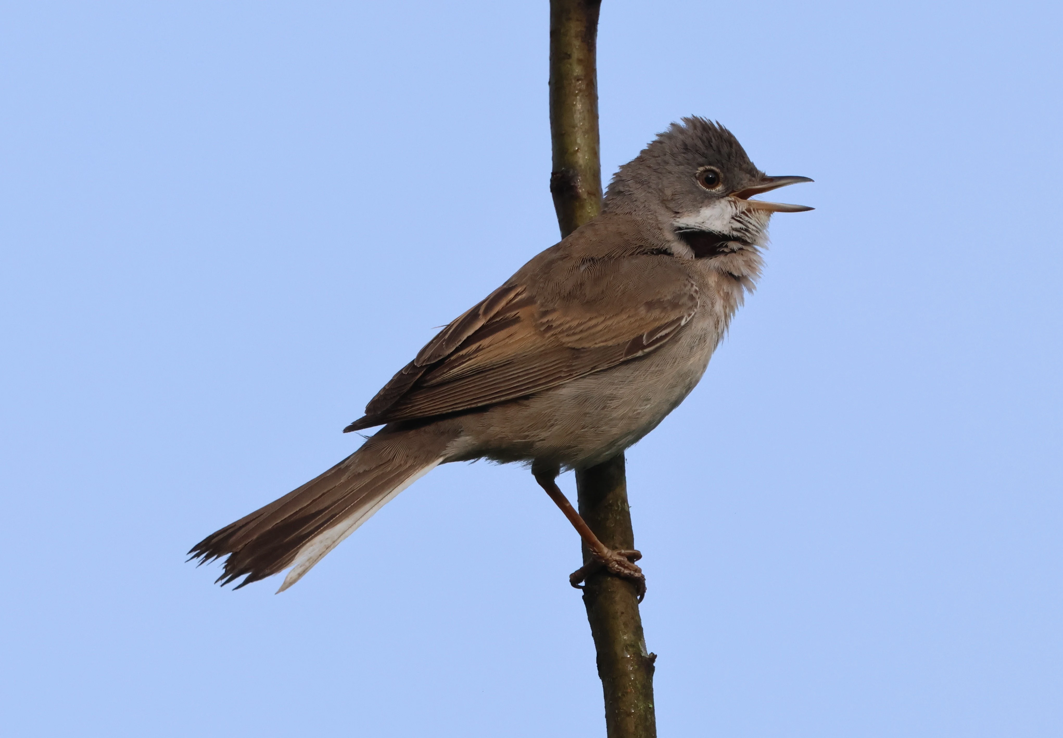 Common Whitethroat, Fishlake Meadows, Romsey, Hampshire, UK — photo by Adam Prugel-Bennett