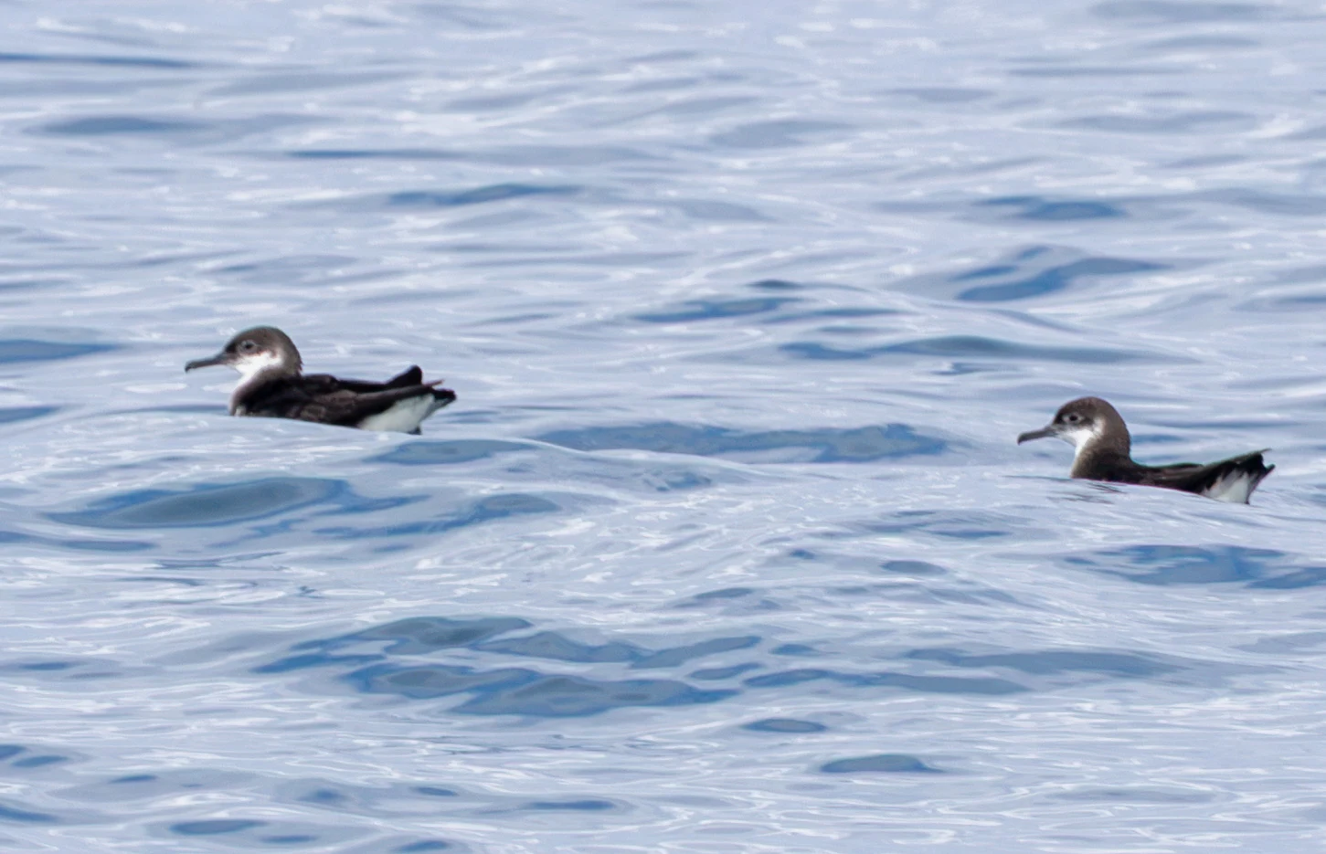 Manx Shearwaters, Falmouth, Cornwall, UK — photo by Adam Prugel-Bennett