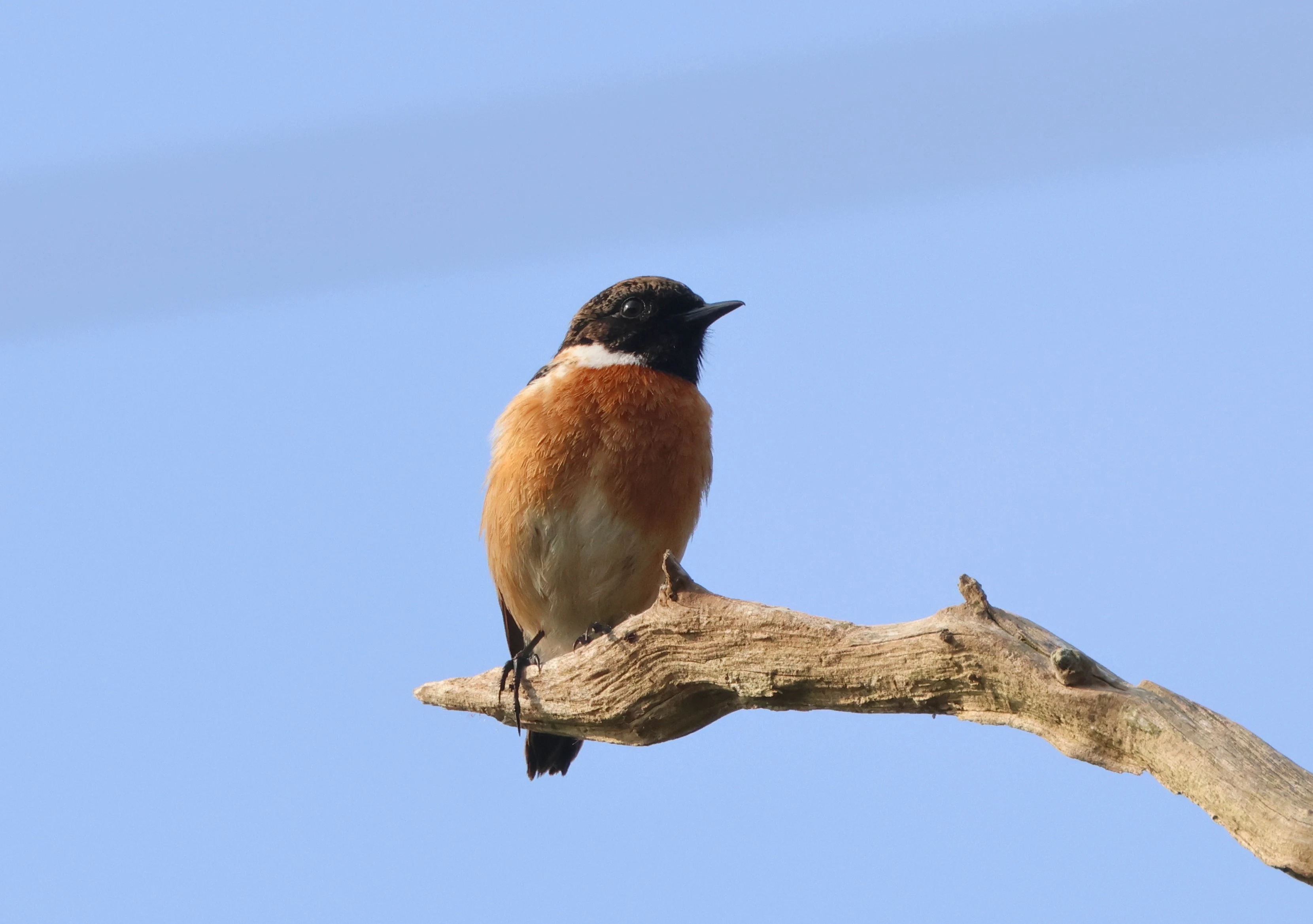 Stonechat, Fishlake Meadows, Romsey, Hampshire, UK — photo by Adam Prugel-Bennett