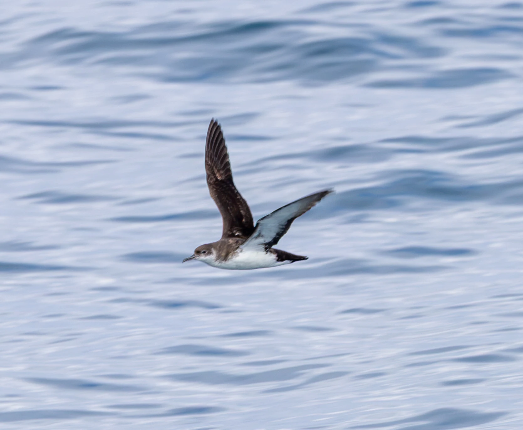 Manx Shearwater, Falmouth, Cornwall, UK — photo by Adam Prugel-Bennett