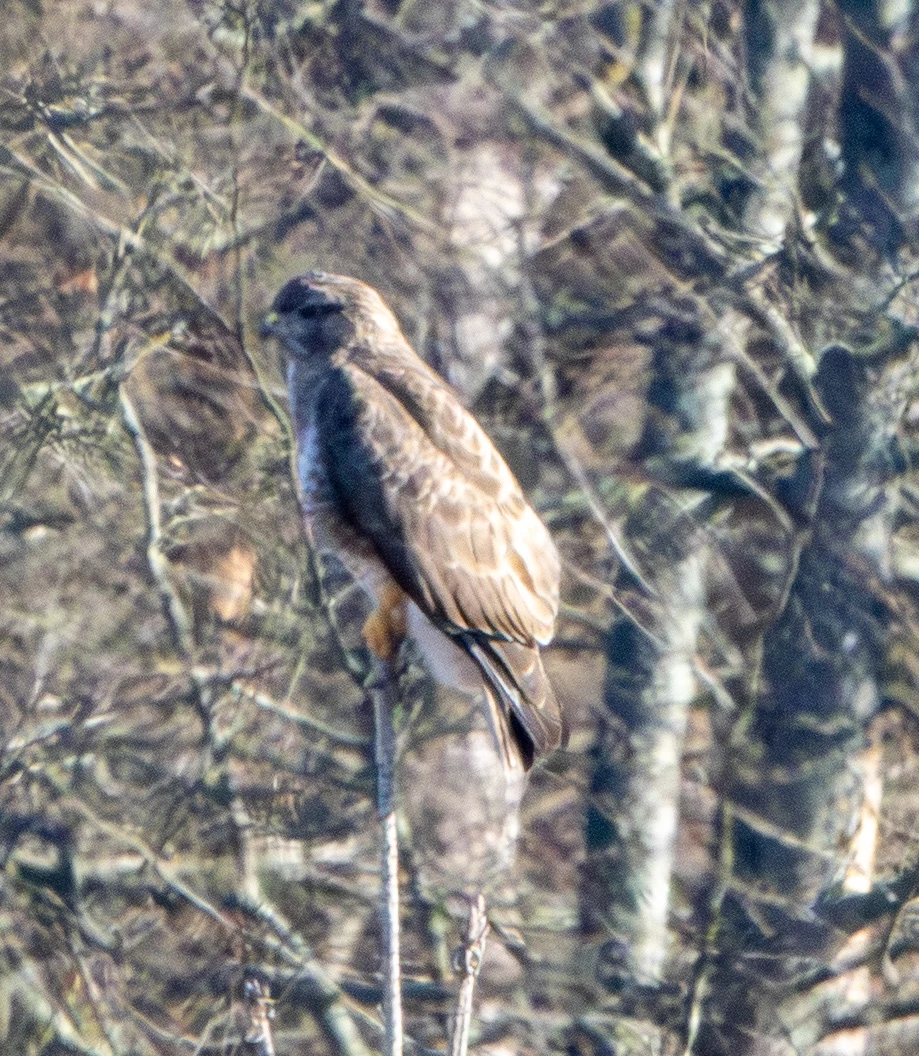 Common Buzzard, Boulderwood, Hampshire, UK — photo by Adam Prugel-Bennett
