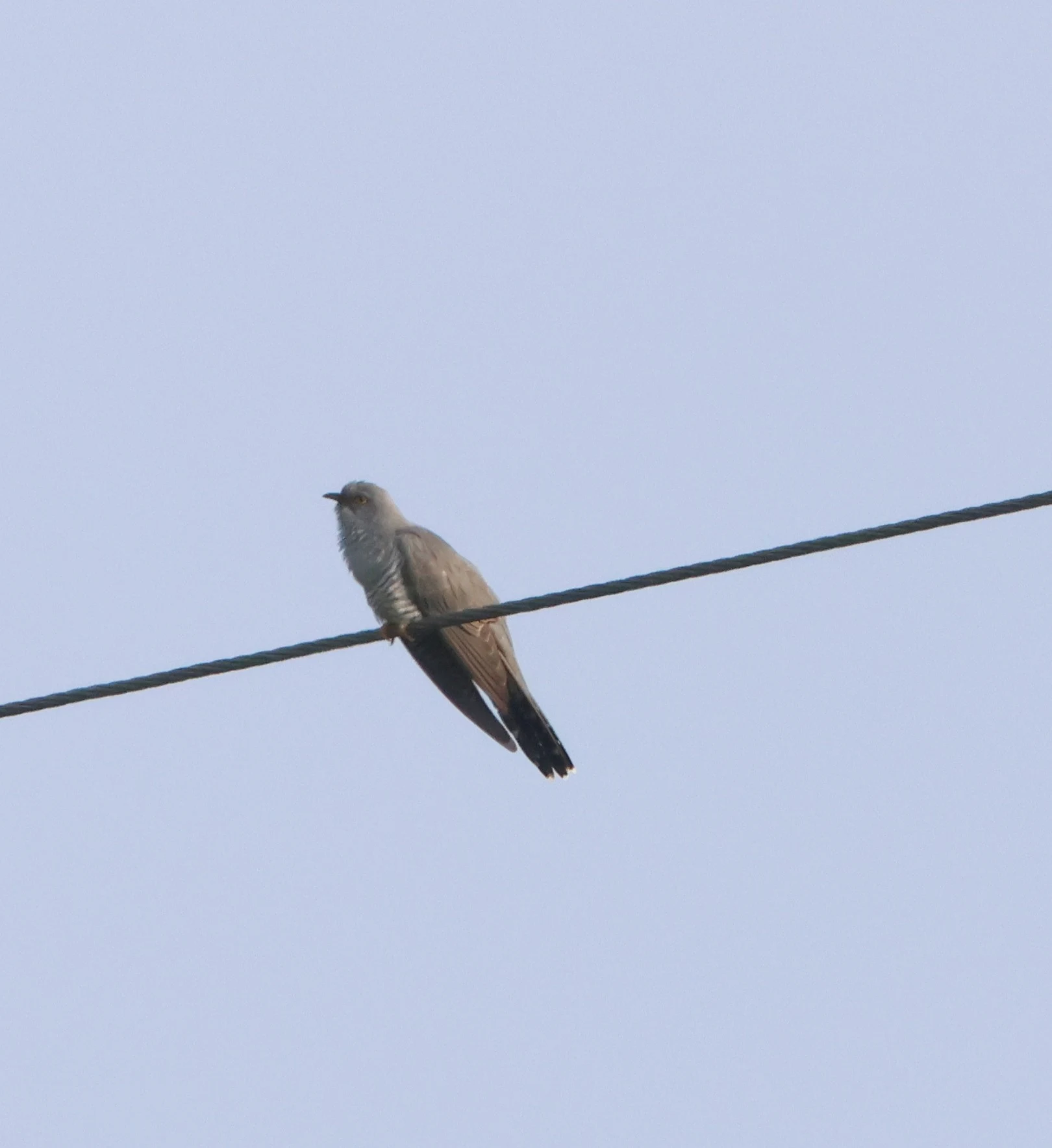 Common cuckoo, Fishlake Meadows, Romsey, Hampshire, UK — photo by Adam Prugel-Bennett