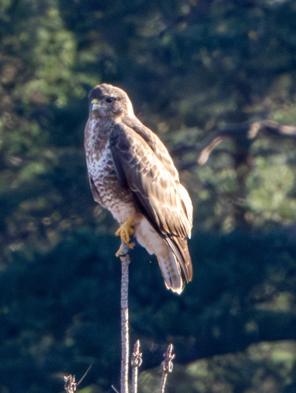 Common Buzzard, Boulderwood, Hampshire, UK — photo by Adam Prugel-Bennett