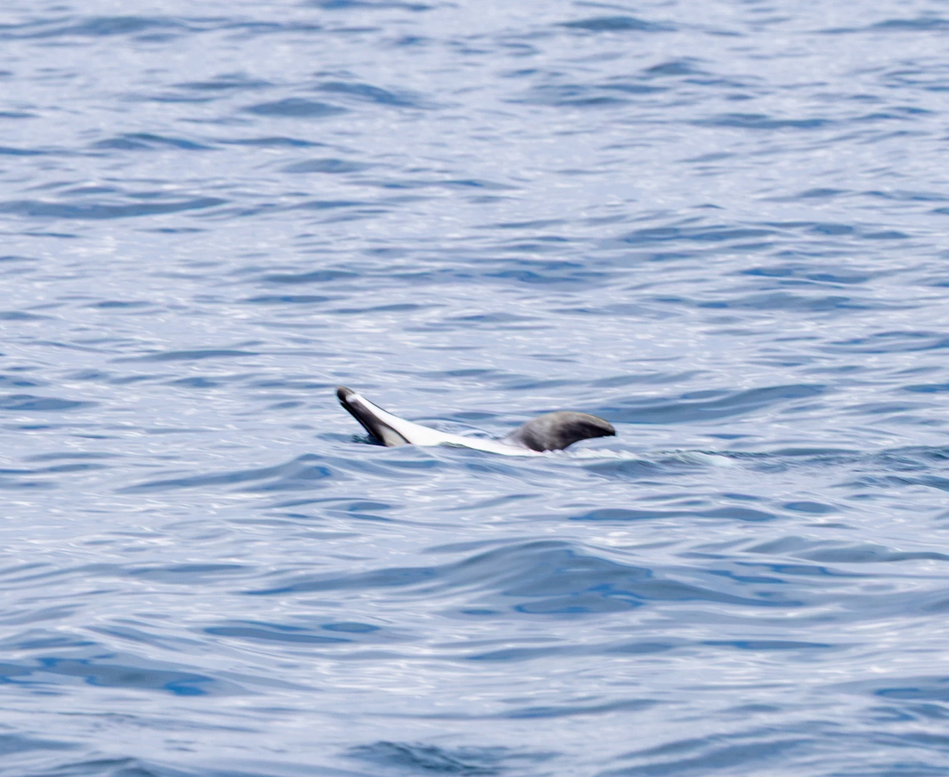 Common Dolphin swimming upside down, Falmouth, Cornwall, UK — photo by Adam Prugel-Bennett
